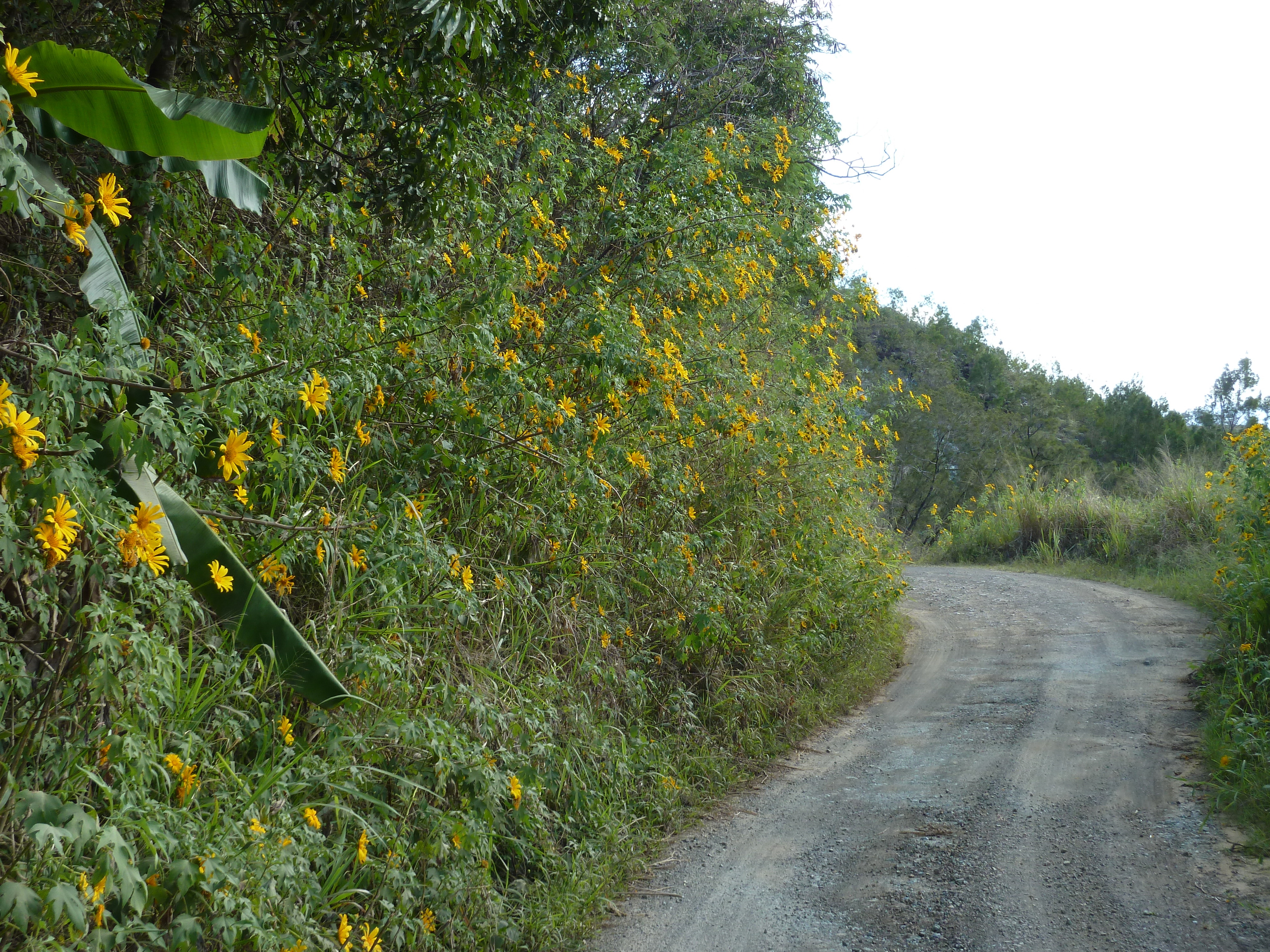 照片 新喀里多尼亚(New Caledonia) 蒂奥至卡纳拉公路(Thio to Canala road) 2010-05 65