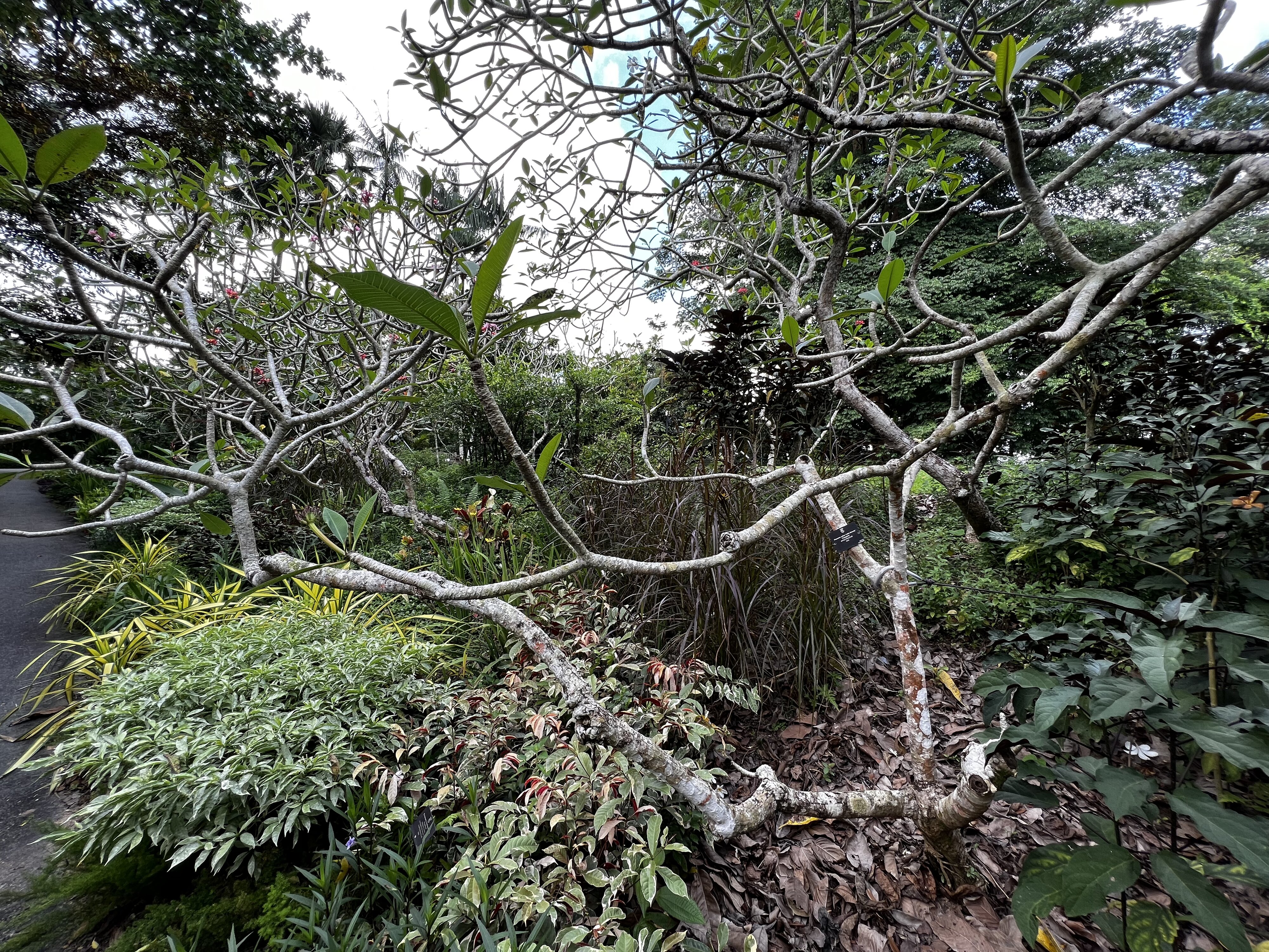 照片 新加坡(Singapore) 新加坡植物园(Singapore Botanic Gardens) 2023-01 58