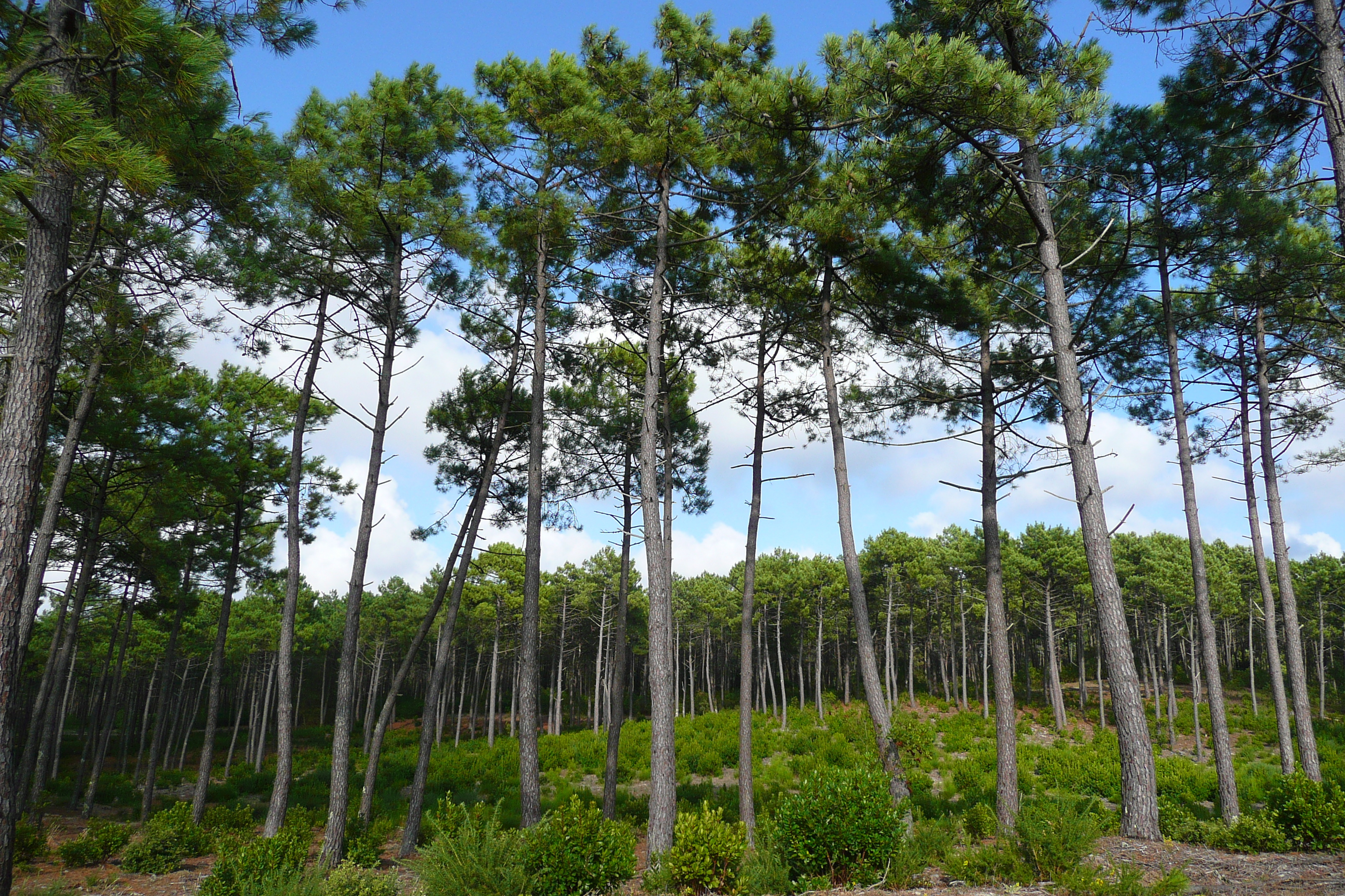 照片 法国(France) 莫比松(Maubuisson) 2007-08 20