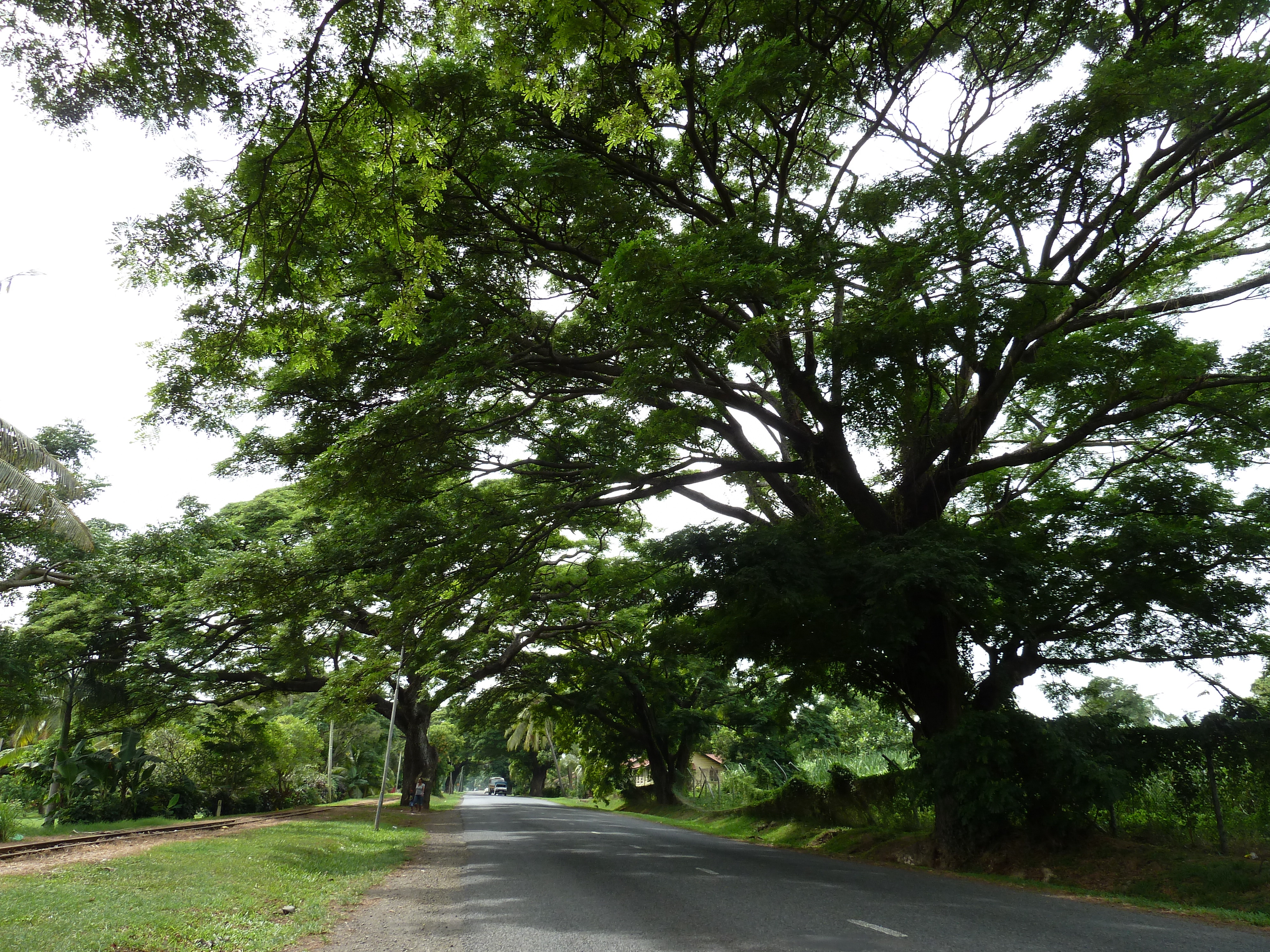 照片 斐济(Fiji) 劳托卡(Lautoka) 2010-05 11
