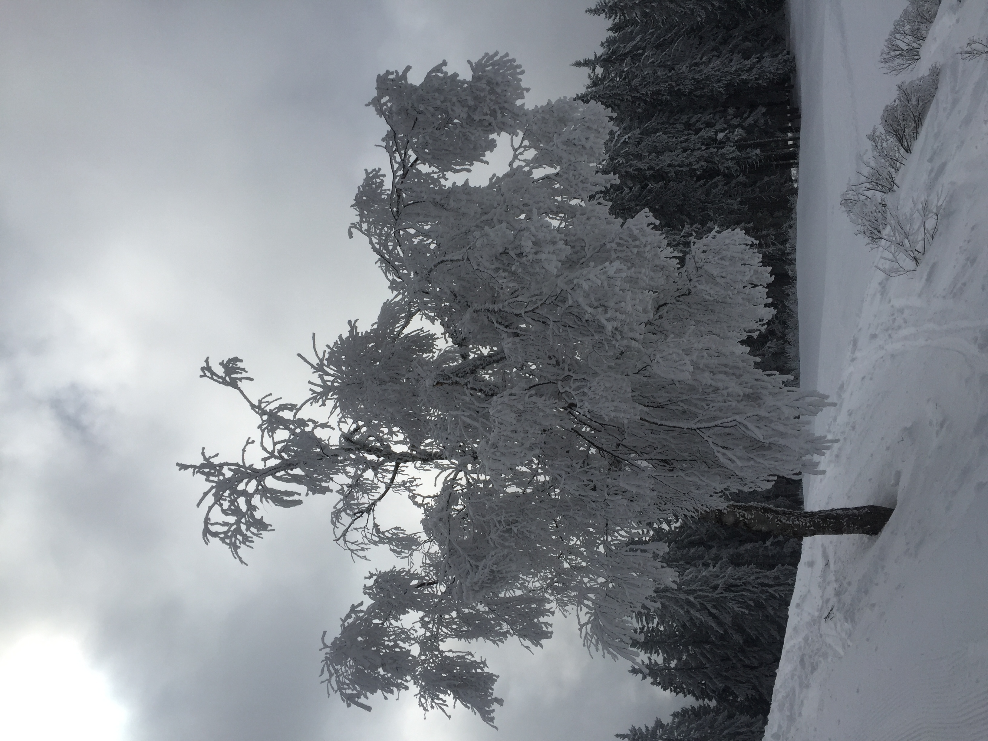 照片 法国(France) 梅杰夫(Megeve) 2016-02 14