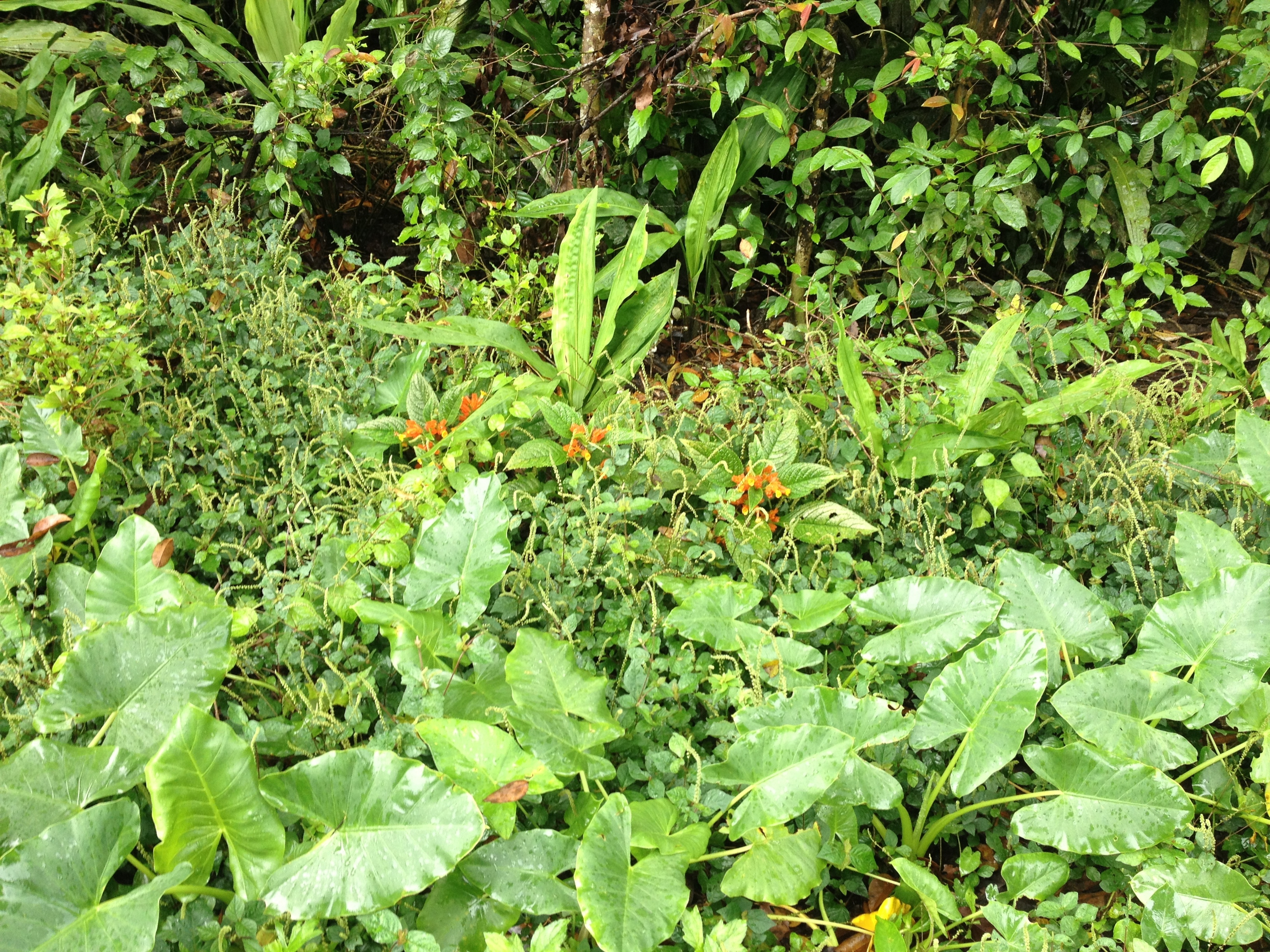 照片 哥斯达黎加(Costa Rica) 2015-03 38