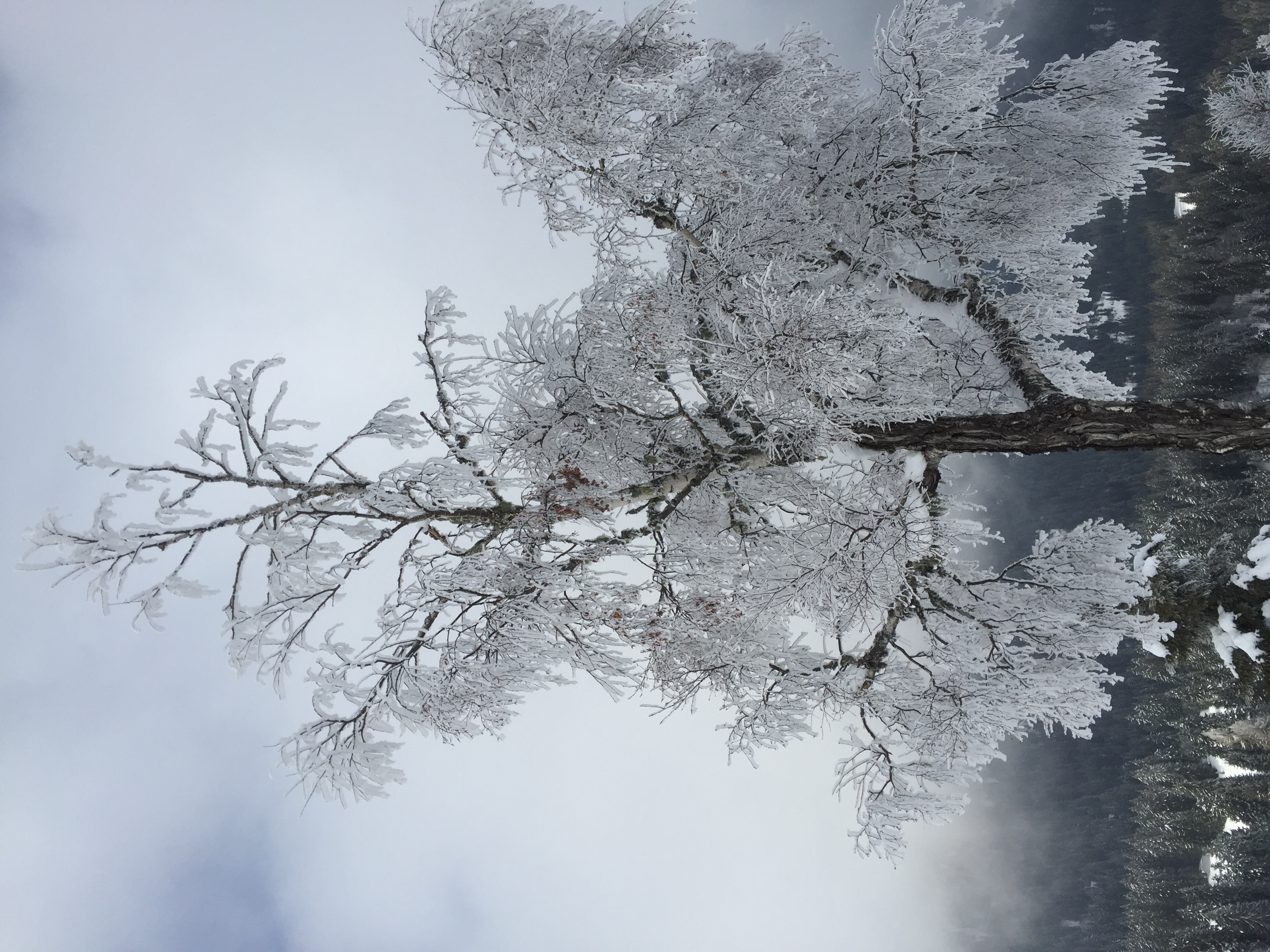 照片 法国(France) 梅杰夫(Megeve) 2016-02 16