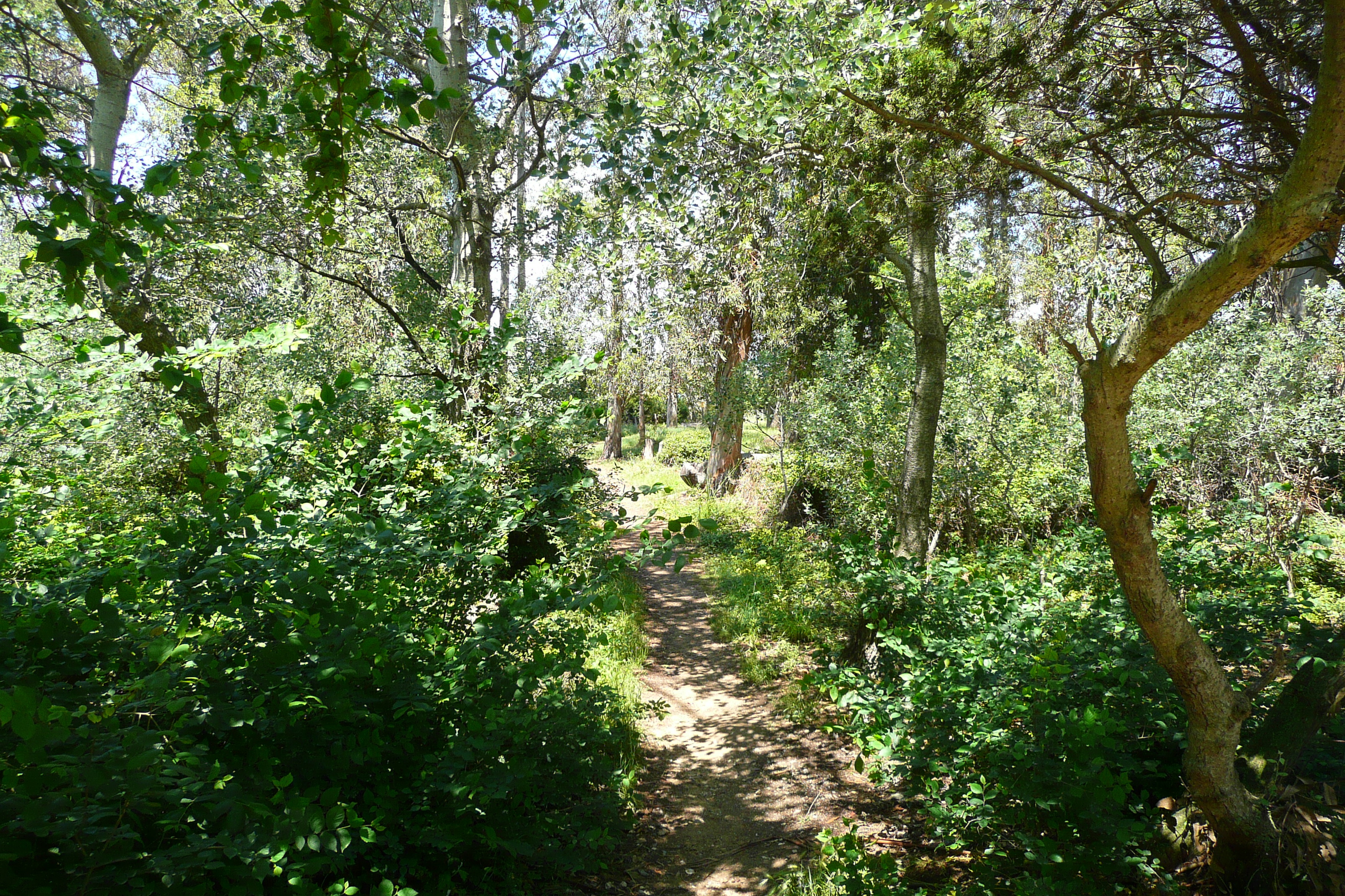 照片 法国(France) 波克罗勒岛(Porquerolles Island) 库尔塔德平原(Plaine de la courtade) 2008-05 40