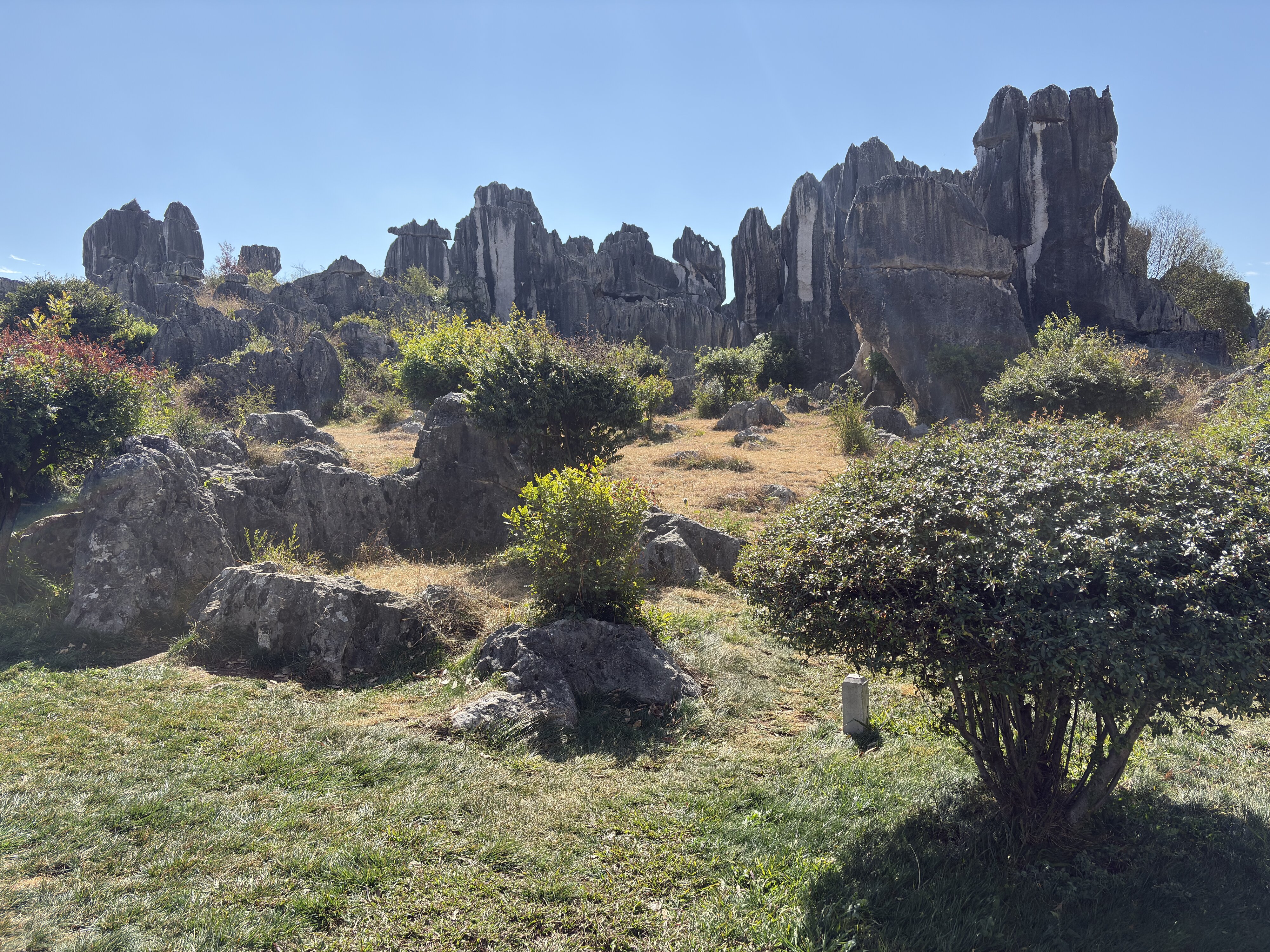 照片 中国(China) 石林(Shilin Stone Forest) 2026-01 17