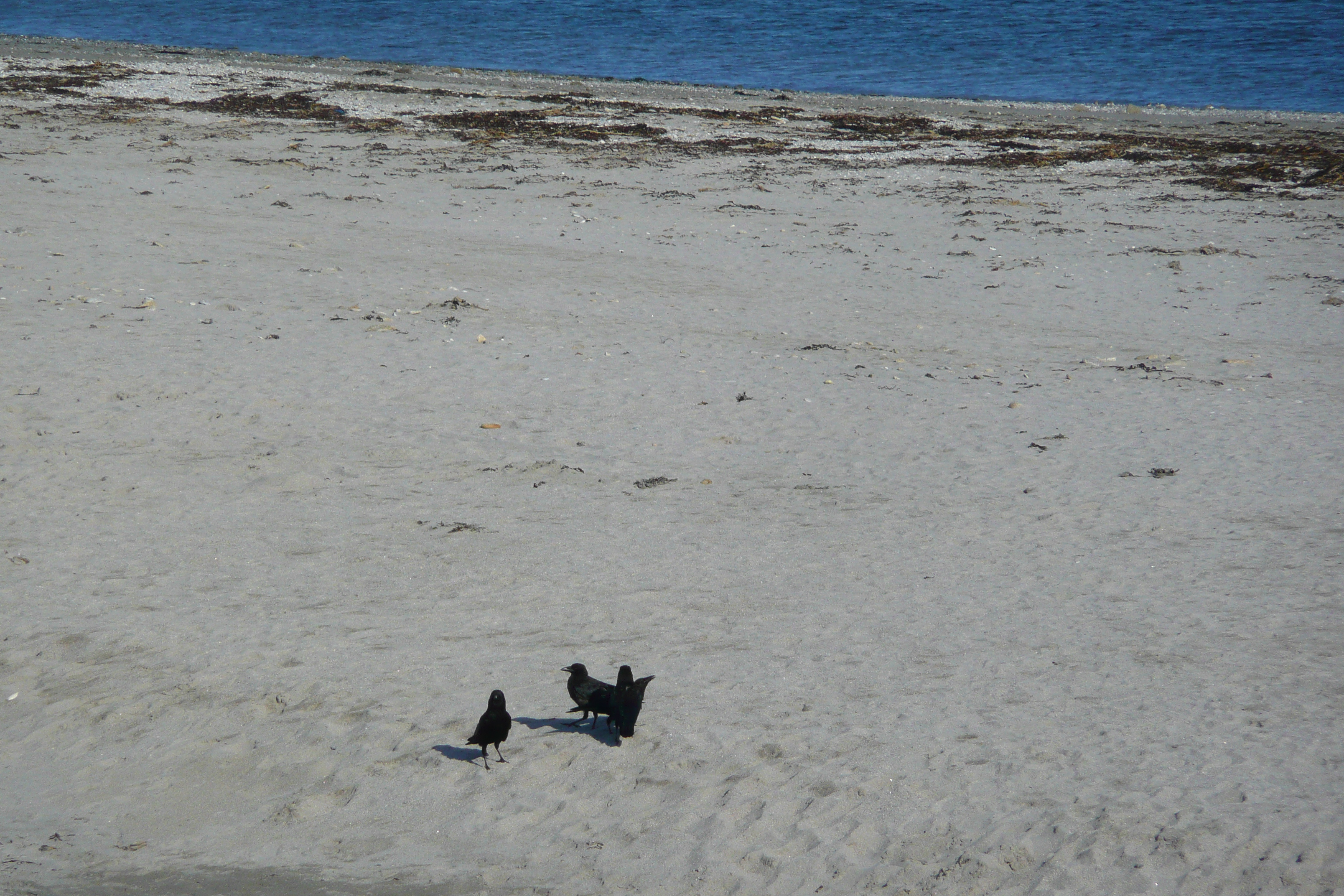 照片 法国(France) 基伯龙半岛(Quiberon peninsula) 孔盖勒角(Pointe du Conguel) 2008-07 33