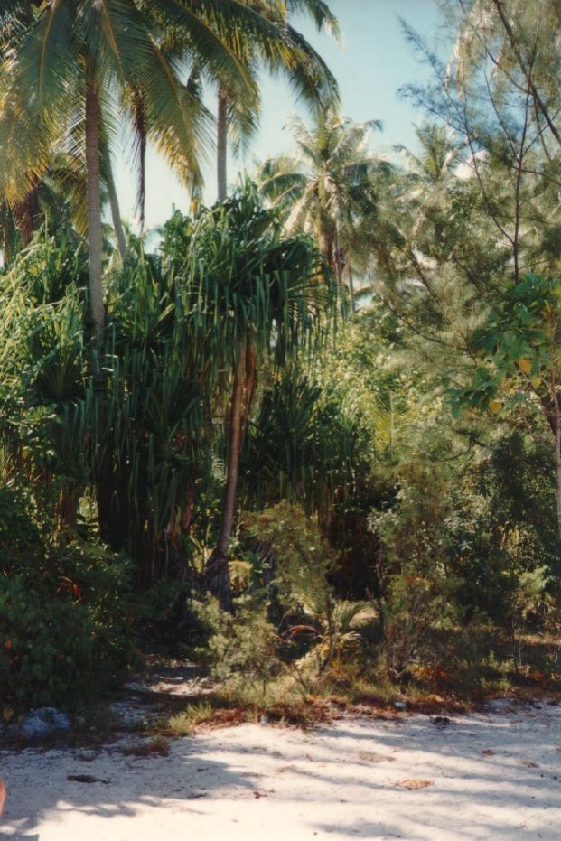 照片 波利尼西亚(Polynesia) 莫雷阿岛(Moorea) 1993-04 92