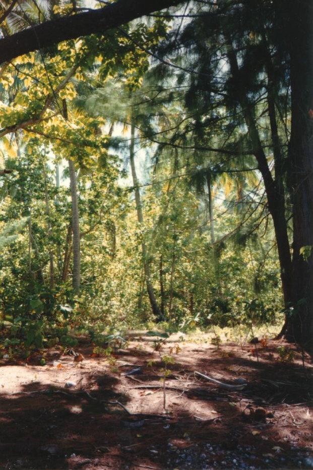 照片 波利尼西亚(Polynesia) 莫雷阿岛(Moorea) 1993-04 48