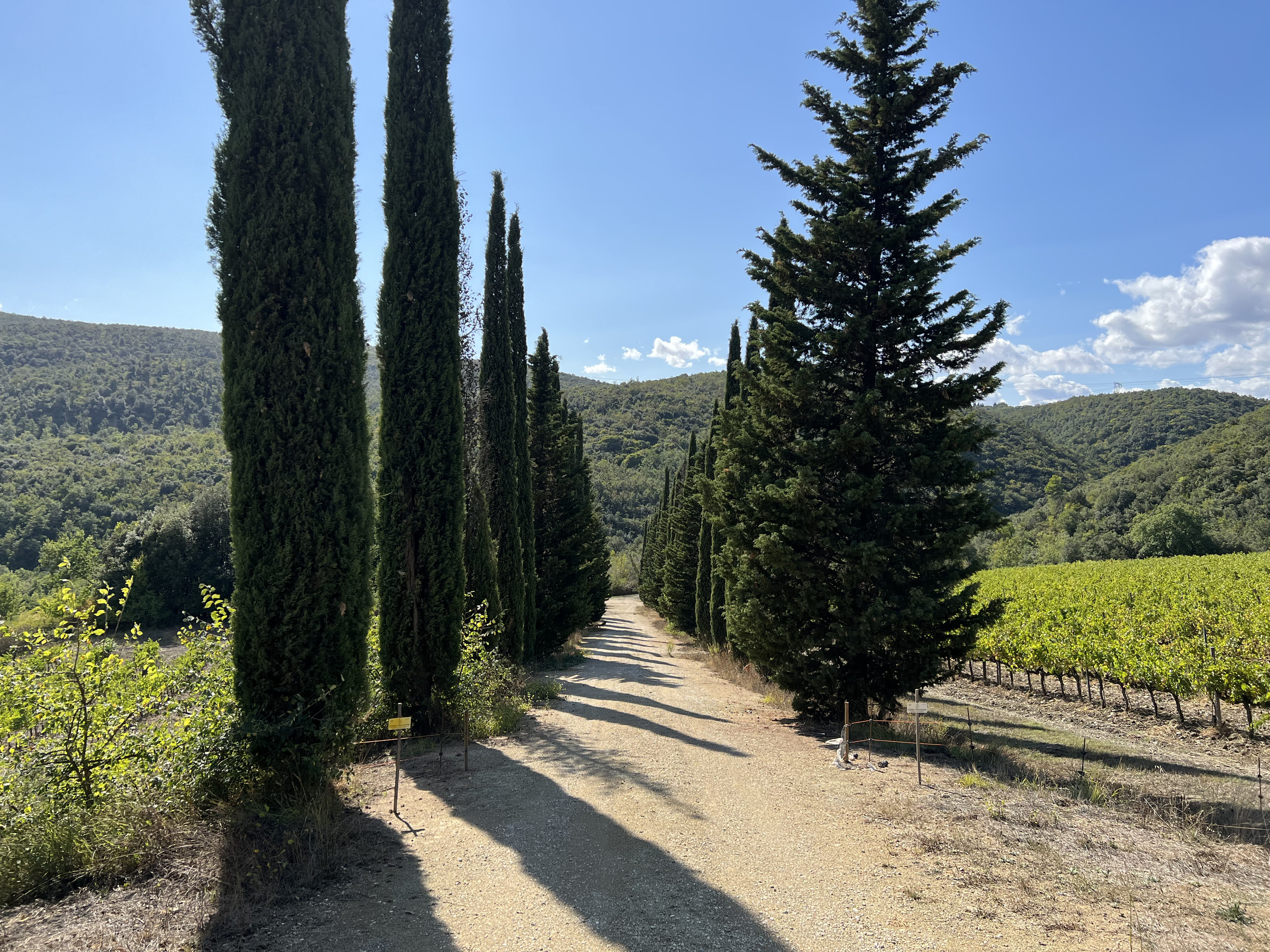 照片 意大利(Italy) 托斯卡纳(Tuscany) 2021-09 4
