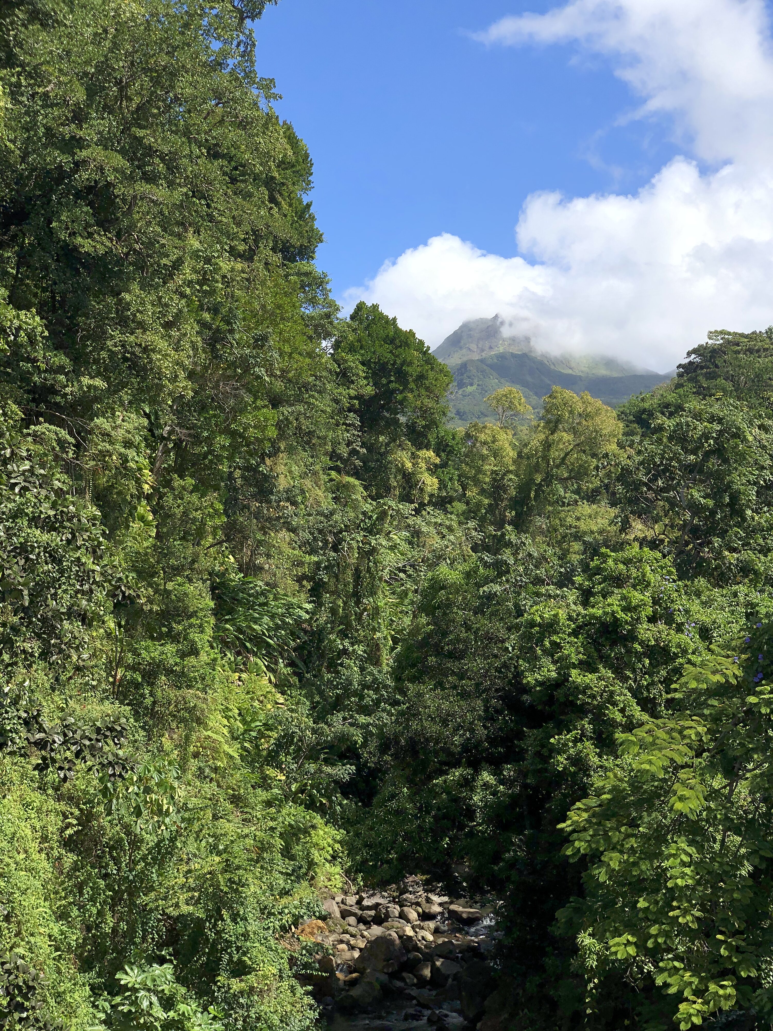 照片 瓜德罗普(Guadeloupe) 大苏弗里耶尔火山(La Grande Soufriere) 2021-02 21