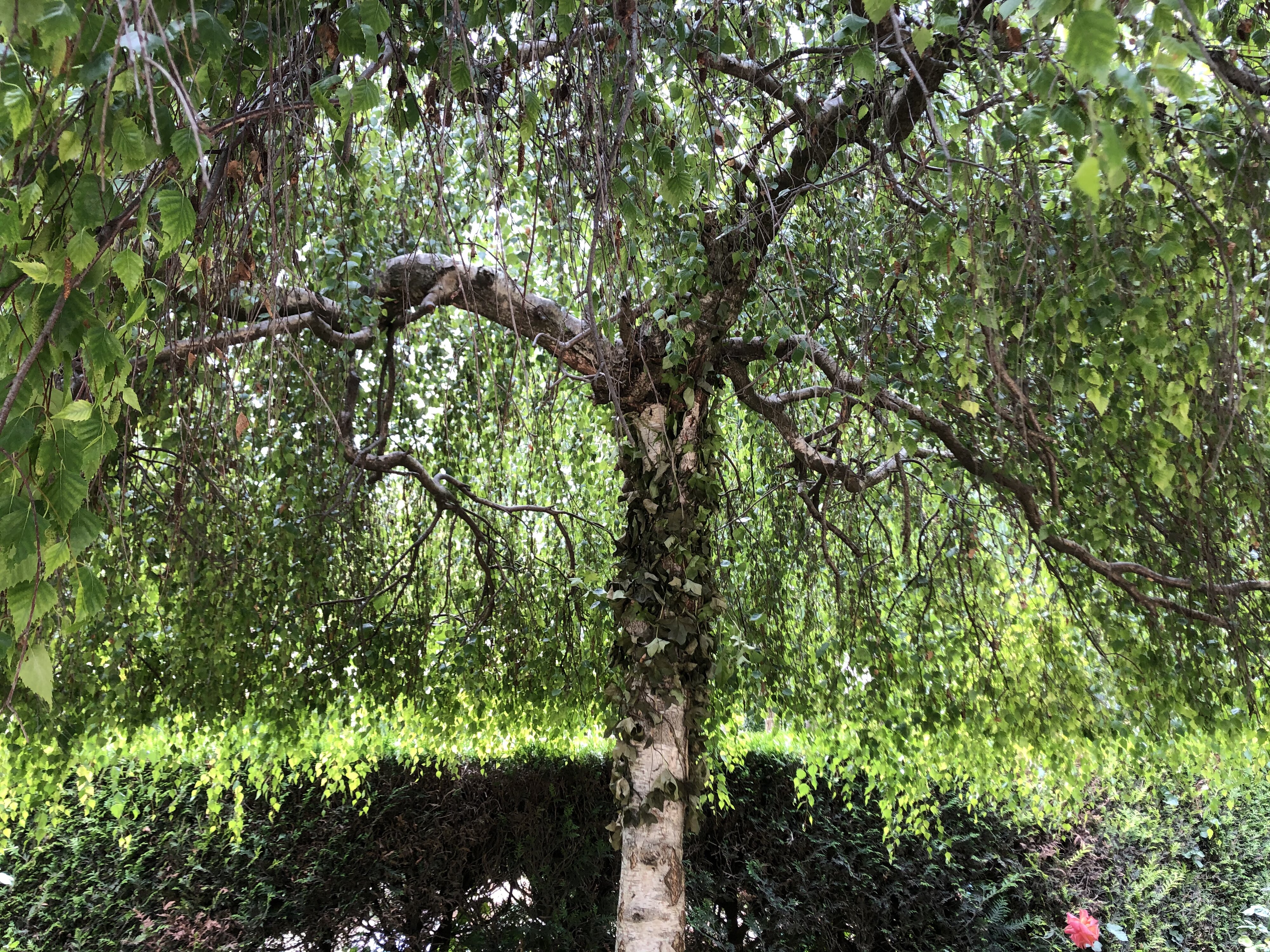 照片 法国(France) 巴黎(Paris) 蒙索公园(Monceau Garden) 2020-06 2