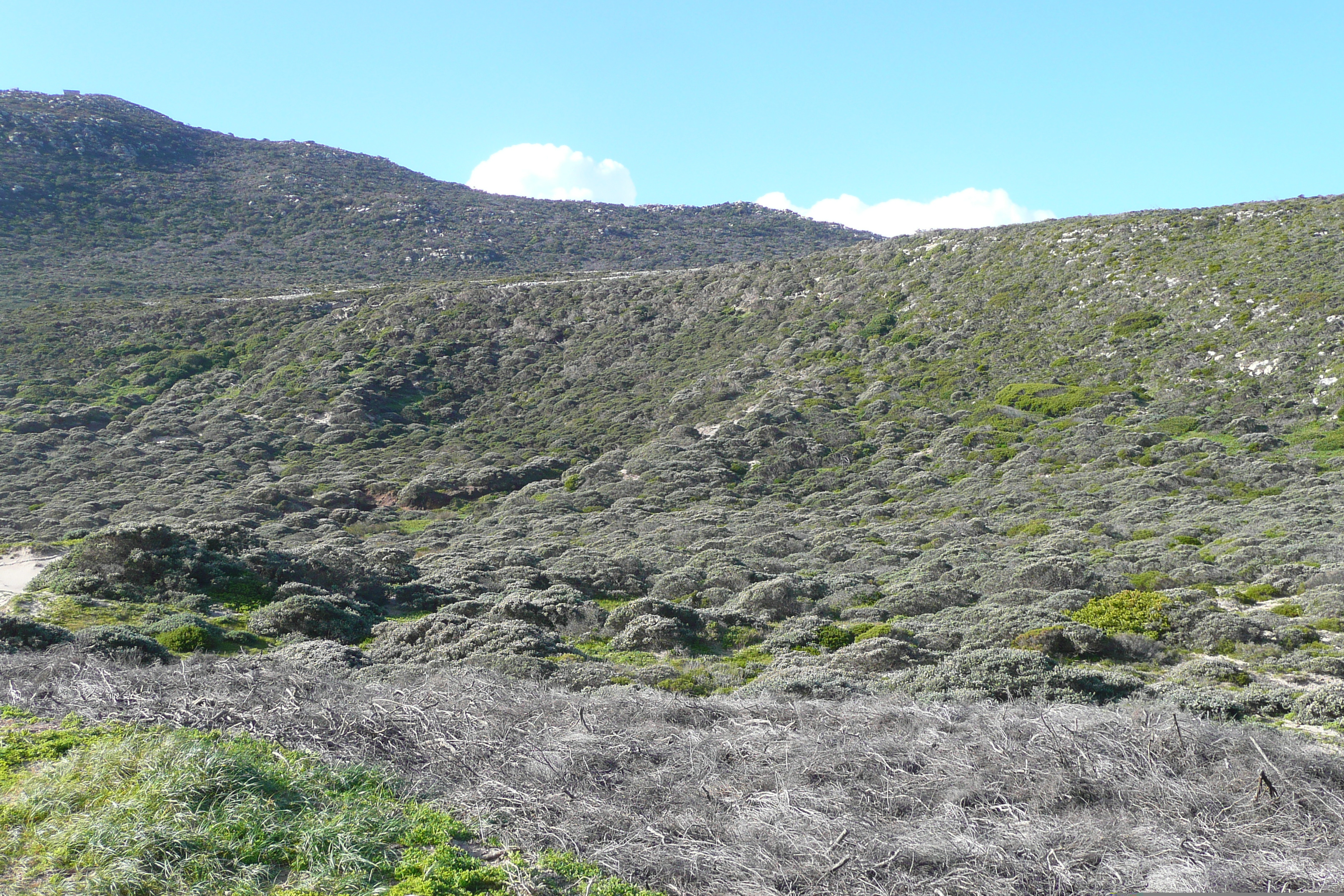 照片 南非(South Africa) 好望角(Cape of Good Hope) 开普角(Cape Point) 2008-09 97