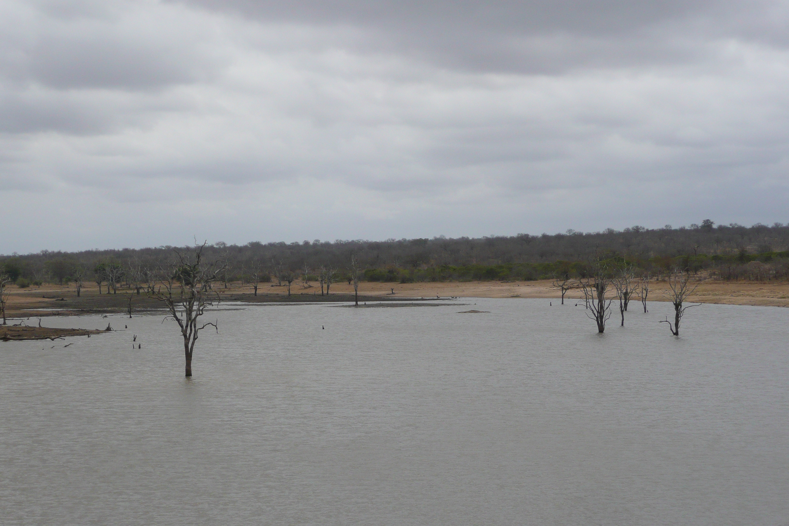 照片 南非(South Africa) 克鲁格国家公园(Kruger National Park) 姆蓬多(Mpondo) 2008-09 8