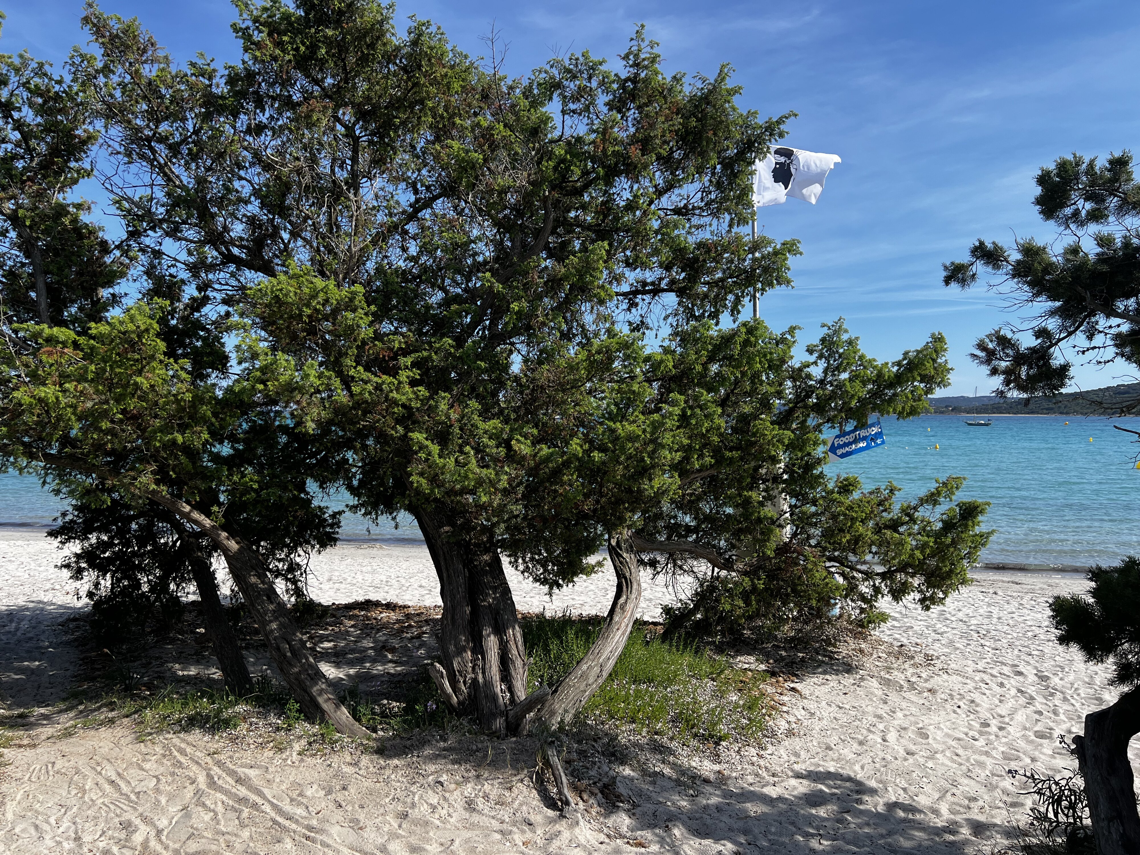 照片 法国(France) 科西嘉岛(Corsica) 圣西普里安湾(San Cyprien Bay) 2024-05 3