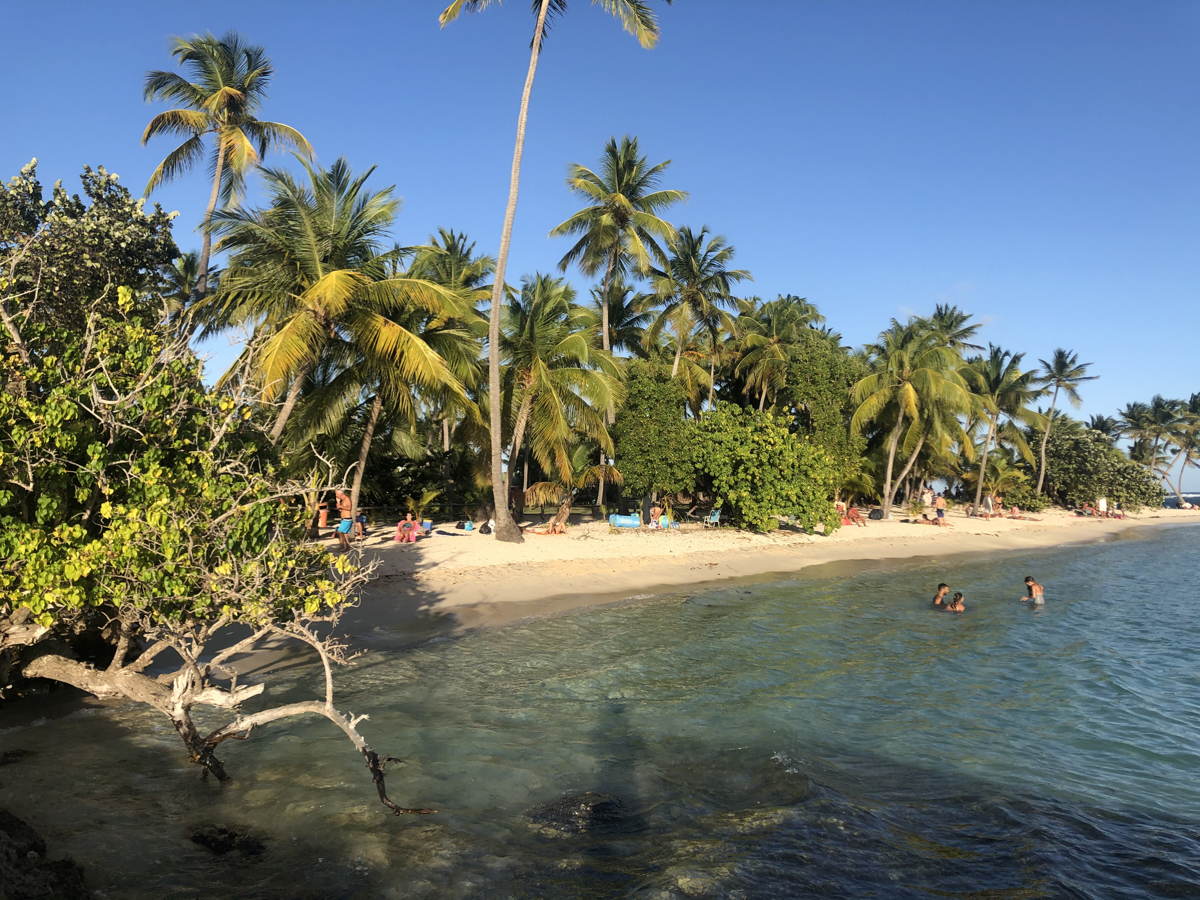 照片 瓜德罗普(Guadeloupe) 卡拉维尔海滩(La Caravelle Beach) 2021-02 152