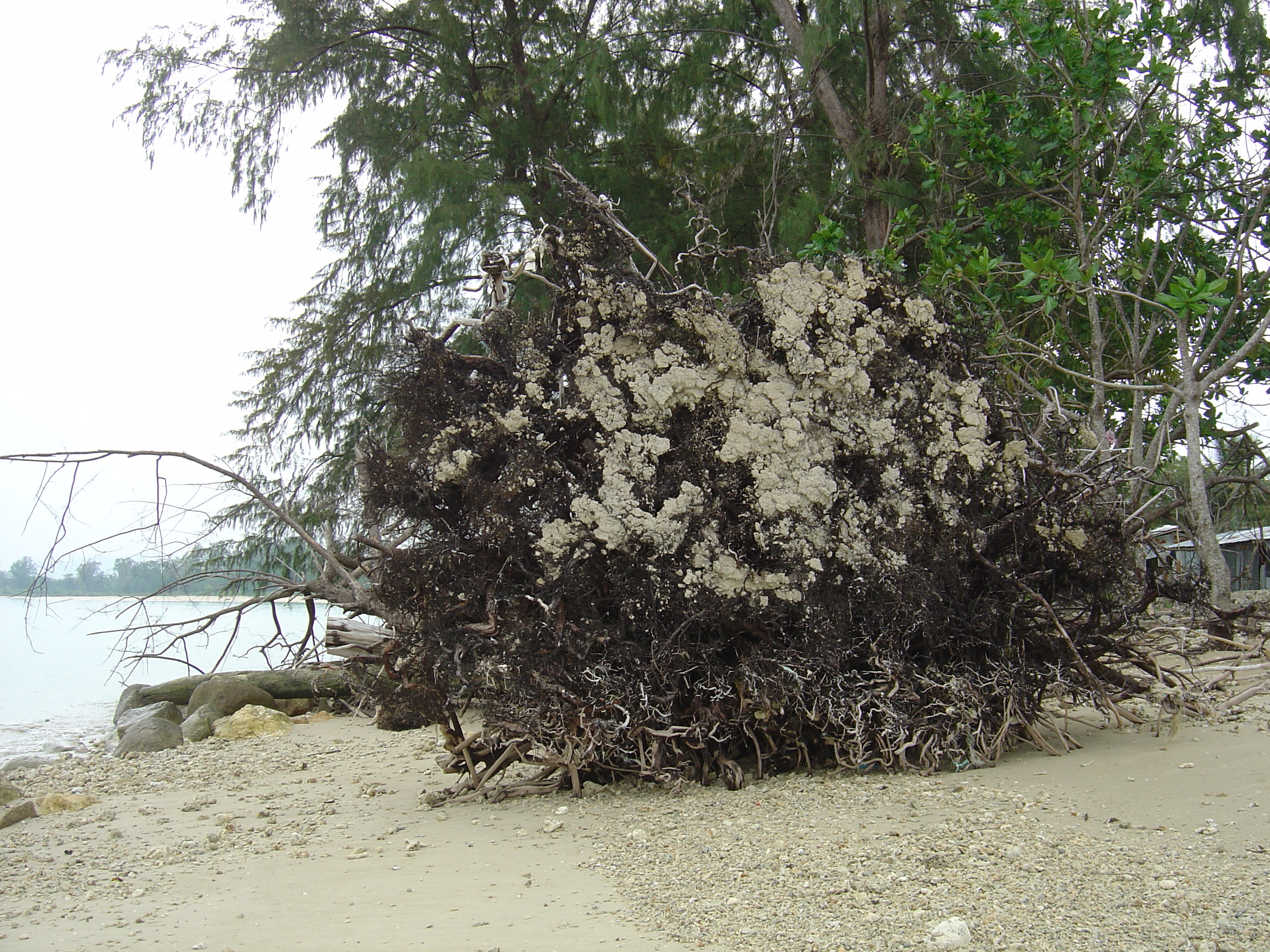 照片 泰国(Thailand) 考拉(Khao Lak) 邦萨海滩(Bang Sak Beach) 2005-12 1