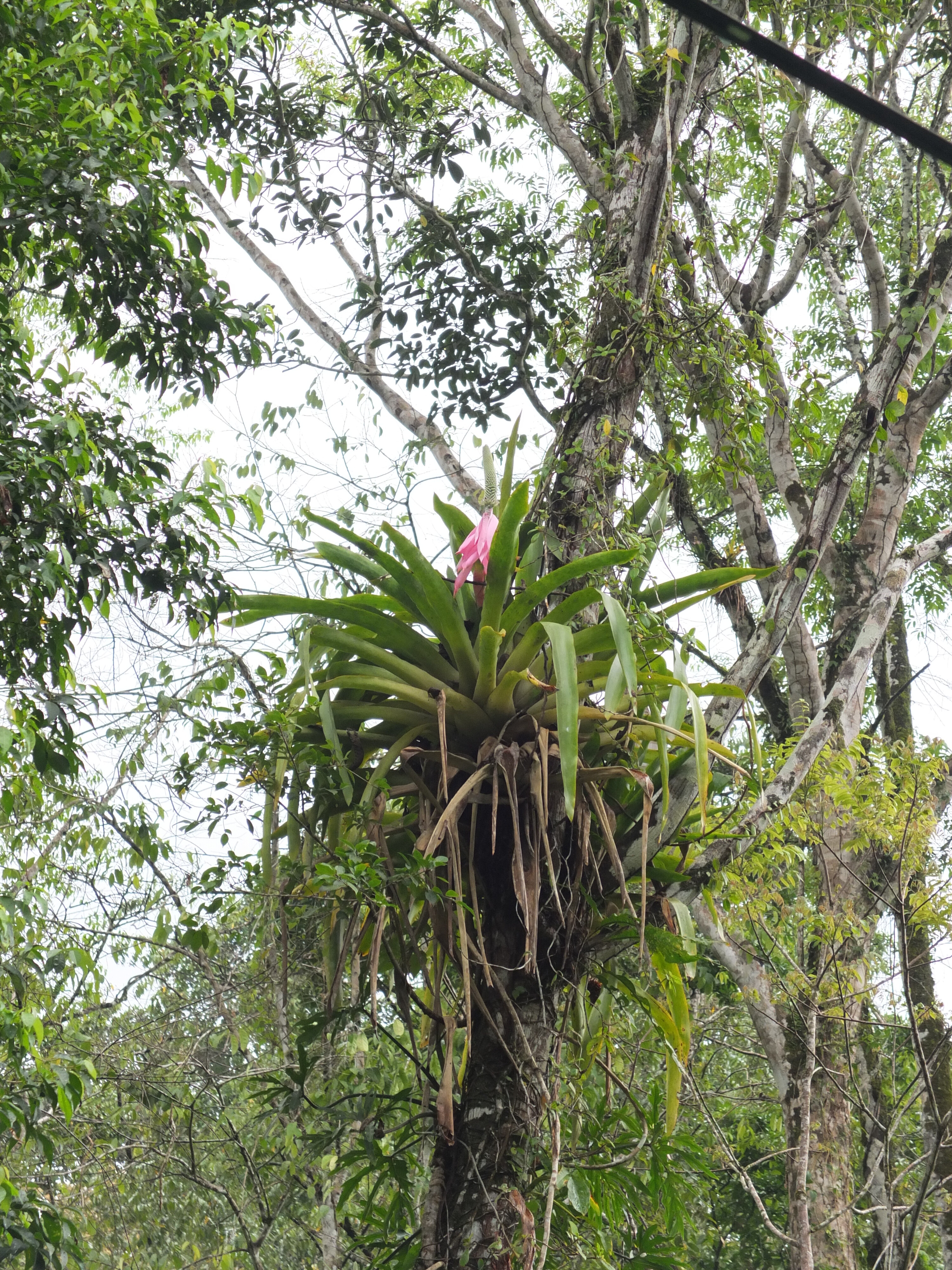 照片 哥斯达黎加(Costa Rica) 塔拉曼卡旧港(Puerto Viejo de Talamanca) 2015-03 124