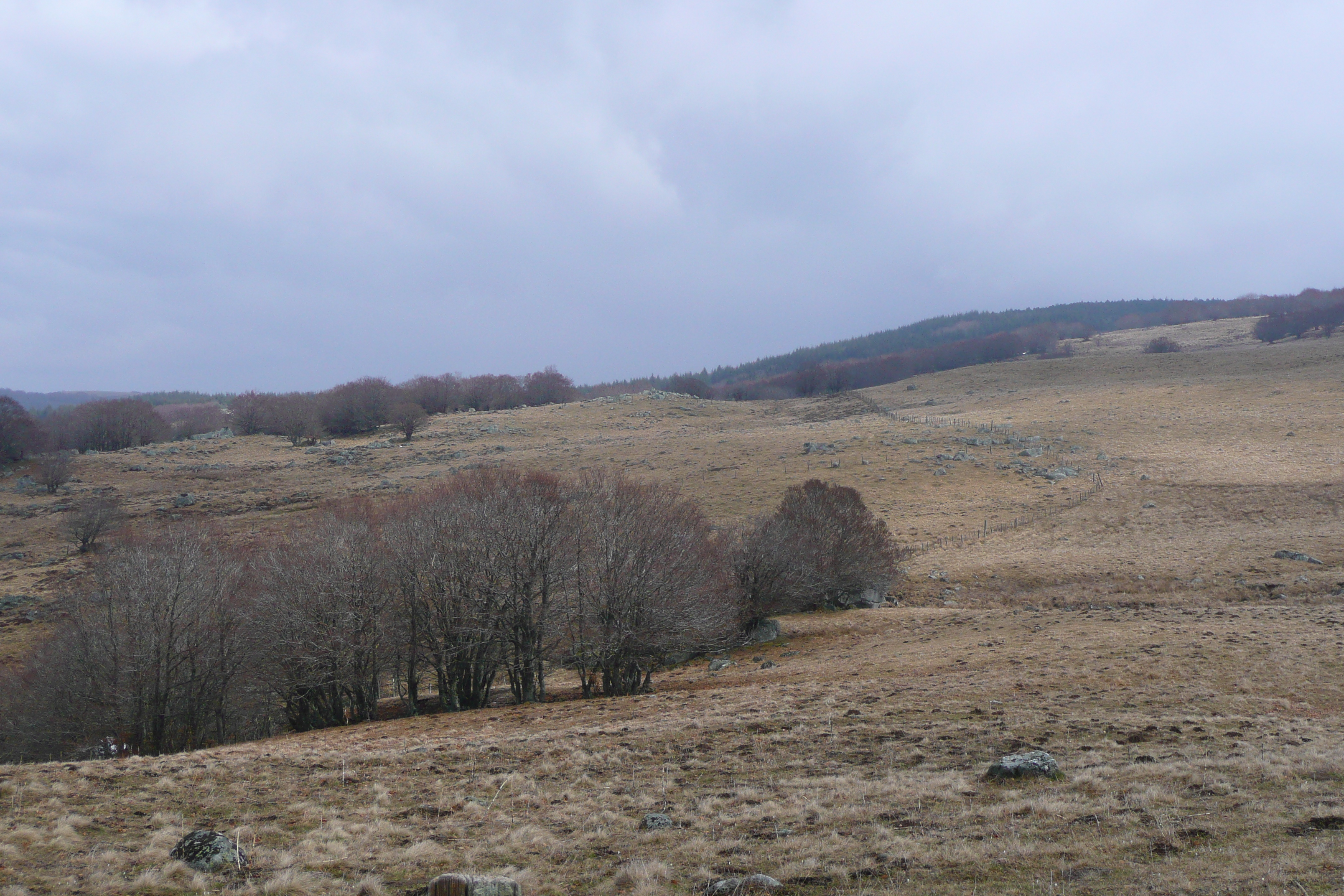 照片 法国(France) 奥布拉克(L'Aubrac) 2008-04 24