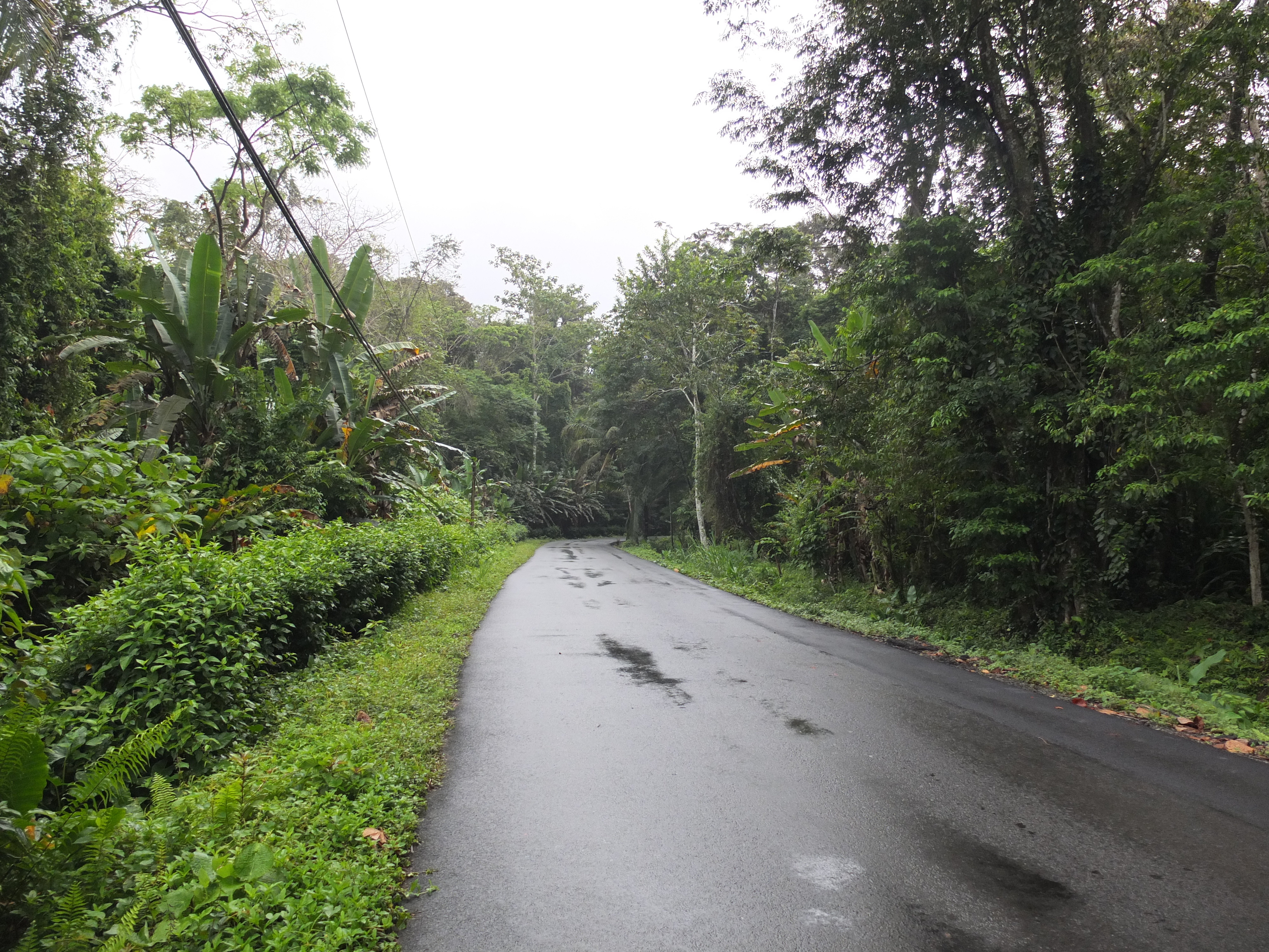 照片 哥斯达黎加(Costa Rica) 塔拉曼卡旧港(Puerto Viejo de Talamanca) 2015-03 24