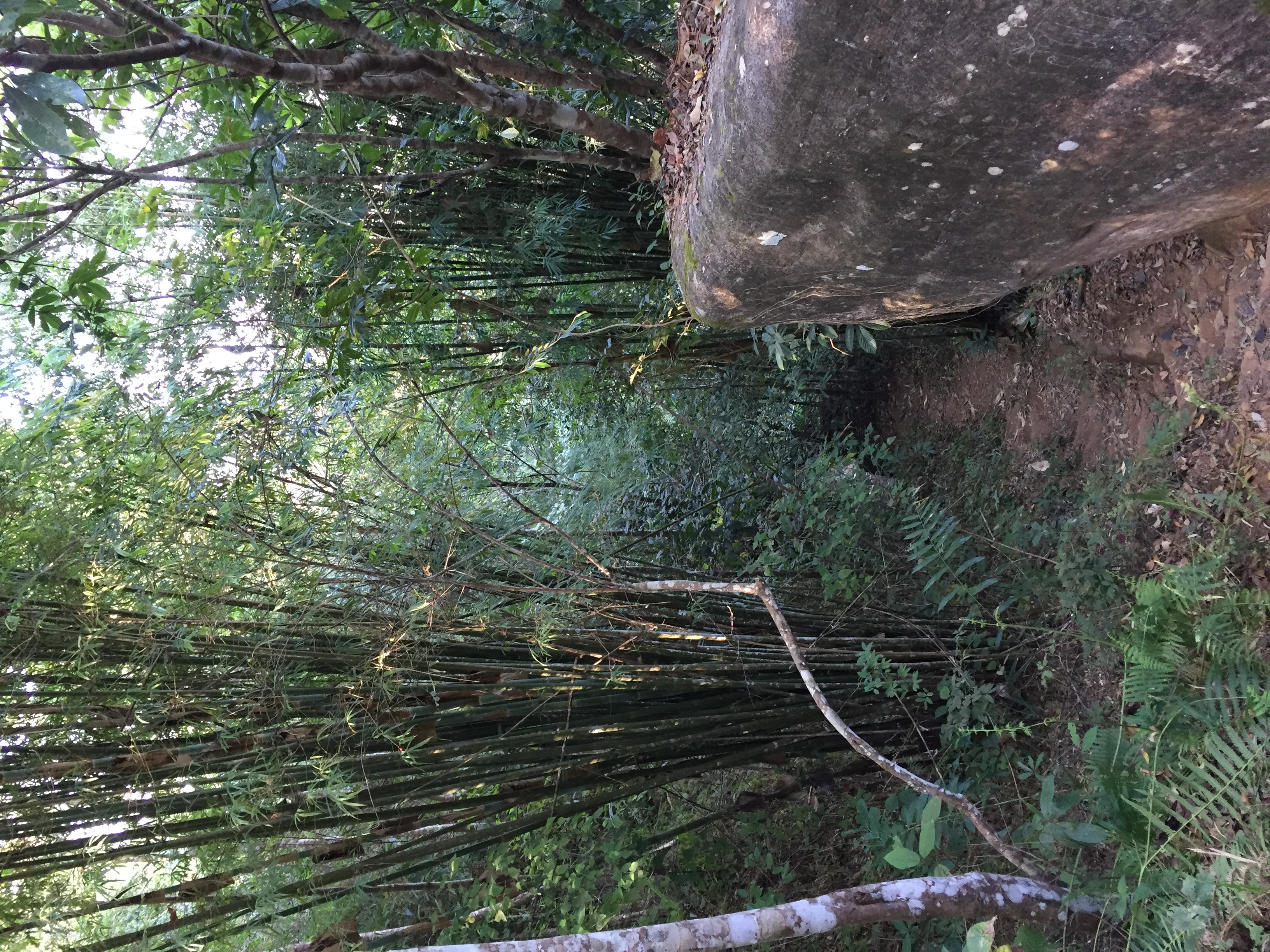 照片 泰国(Thailand) 普欣隆卡国家公园(Phu Hin Rong Kla National Park) 2014-12 141