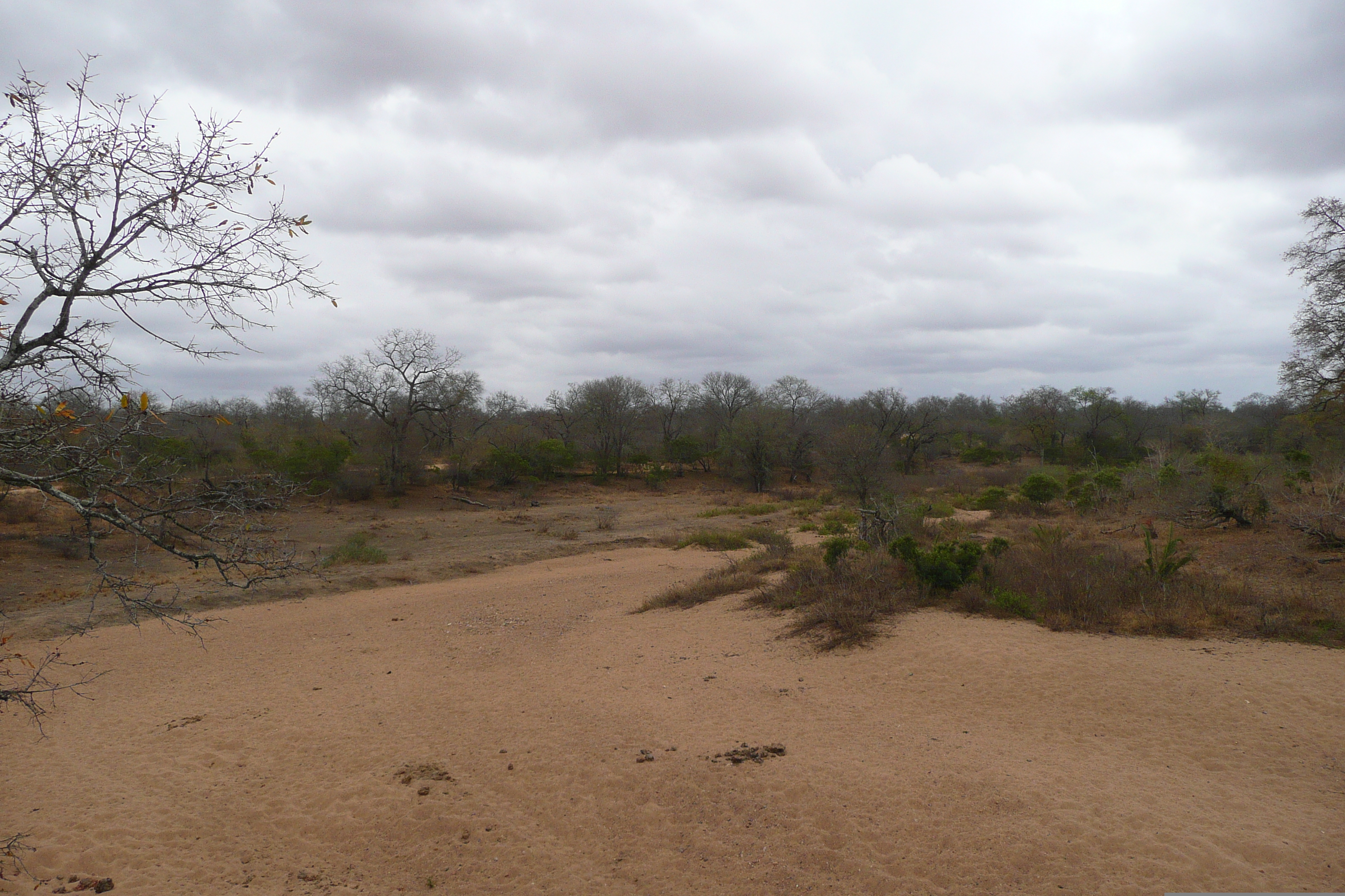 照片 南非(South Africa) 克鲁格国家公园(Kruger National Park) 2008-09 157