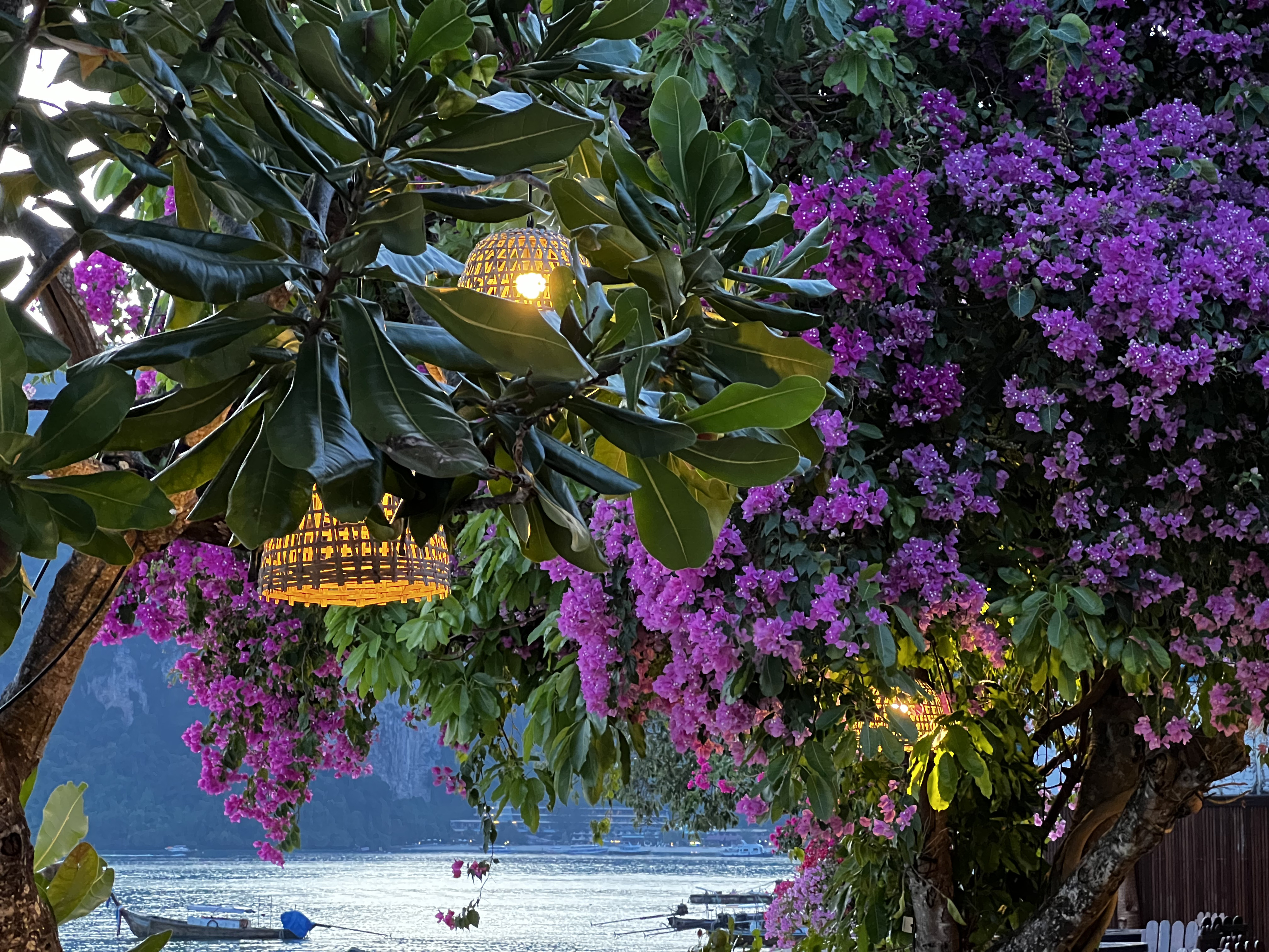 照片 泰国(Thailand) 大皮皮岛(Ko Phi Phi Don) 2021-12 54