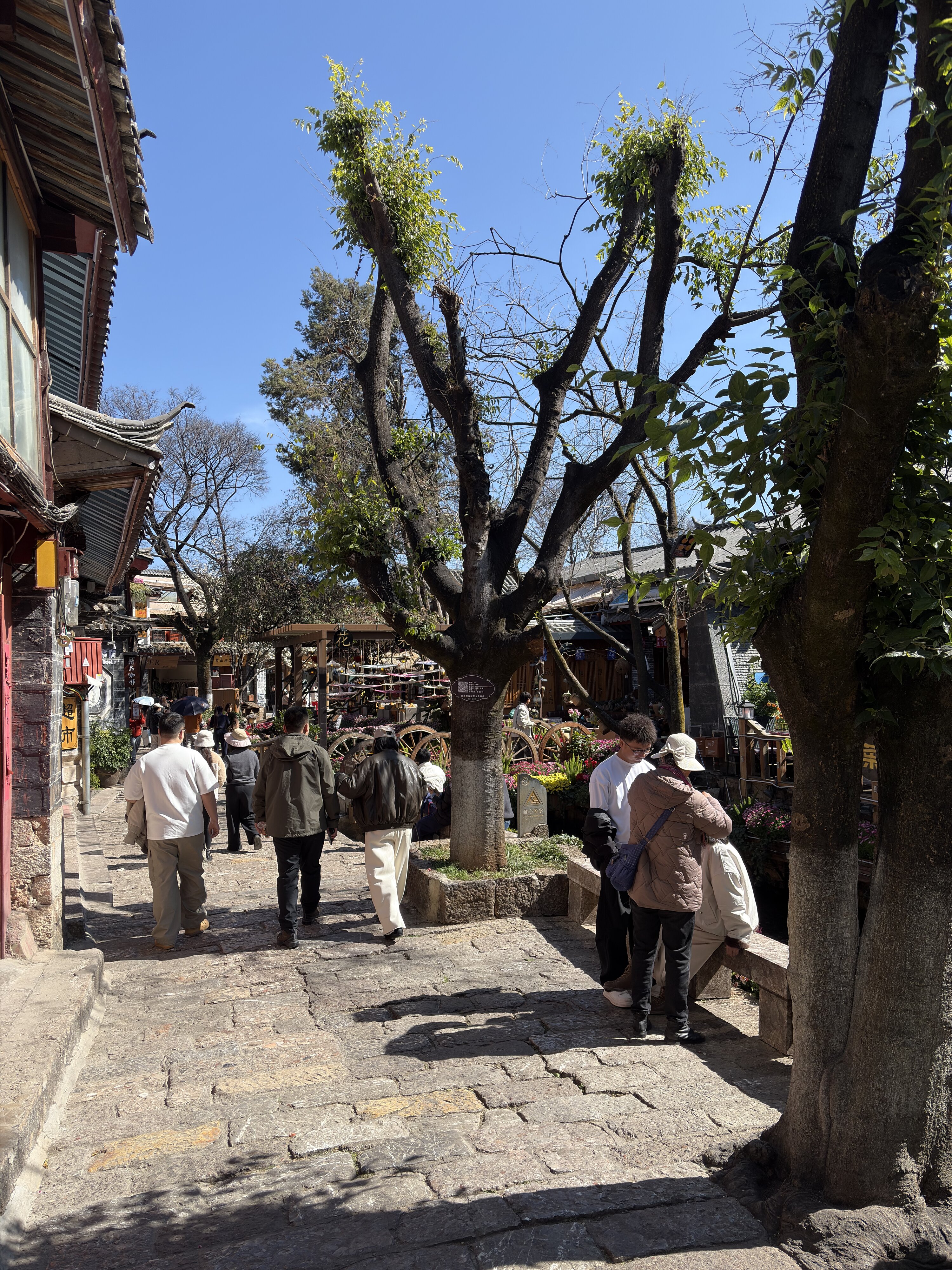 照片 中国(China) 丽江(Lijiang) 2026-01 410