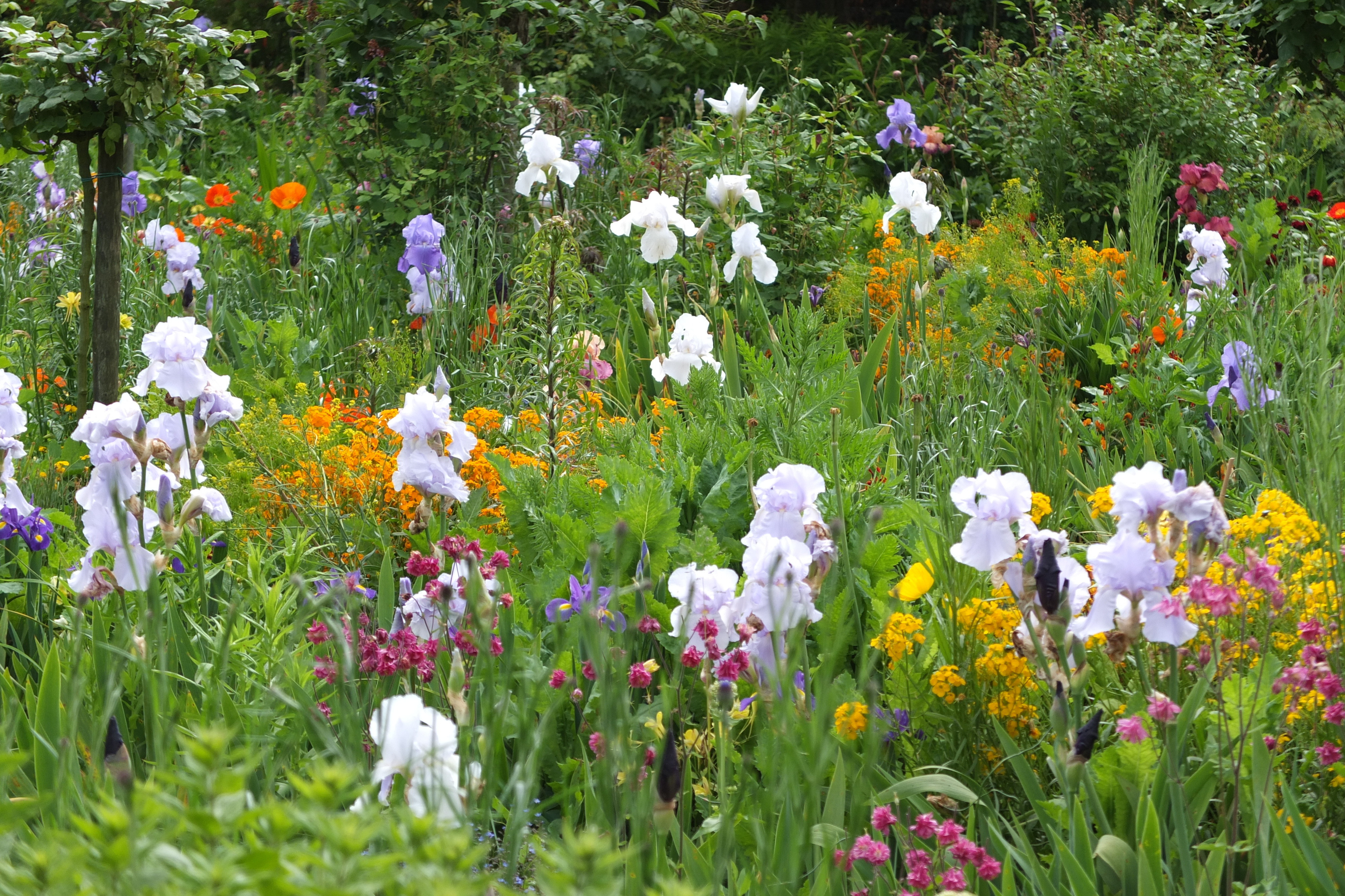 照片 法国(France) 吉维尼(Giverny) 2013-06 65