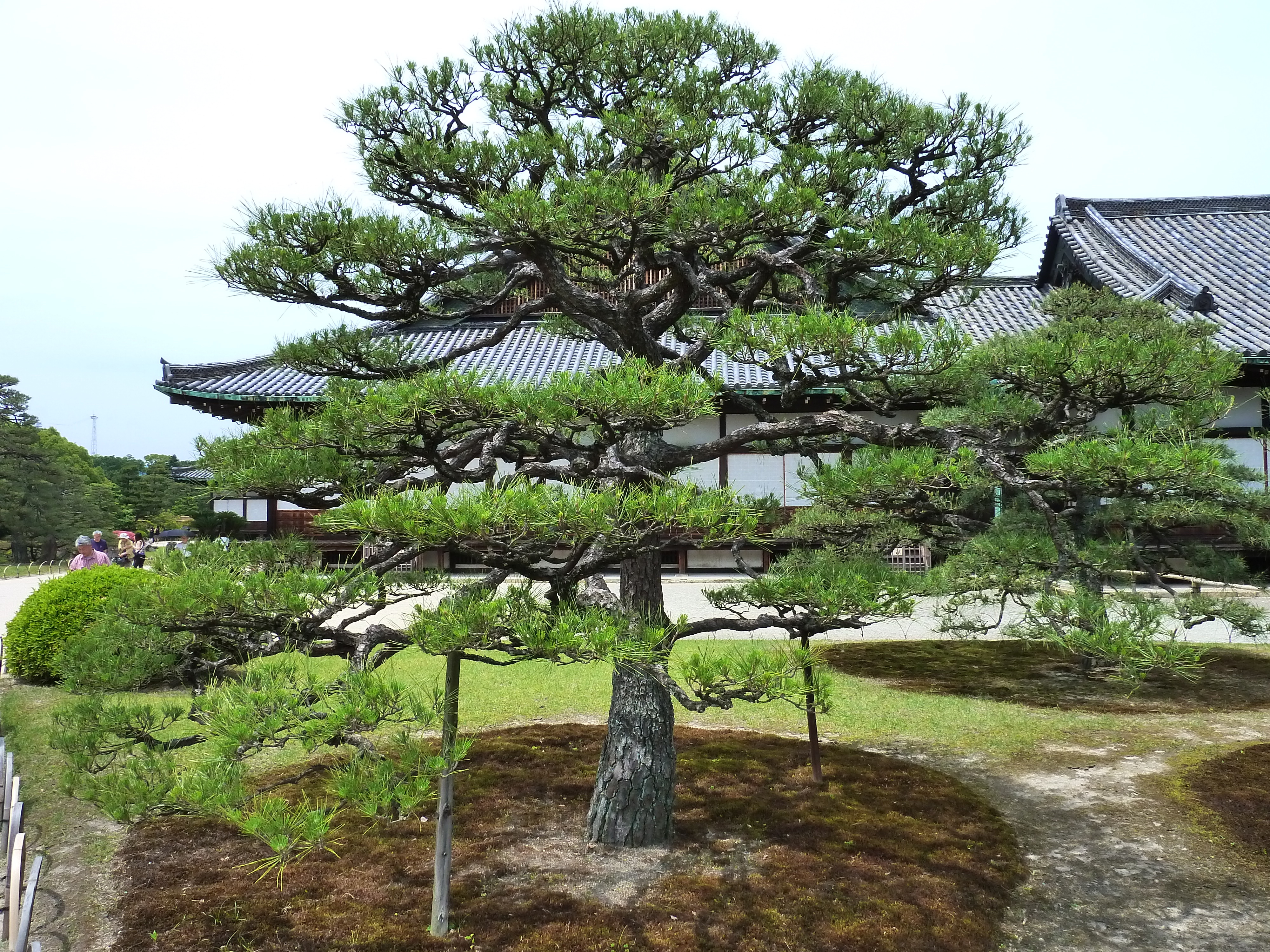 照片 日本(Japan) 京都(Kyoto) 二条城(Nijo Castle) 2010-06 89