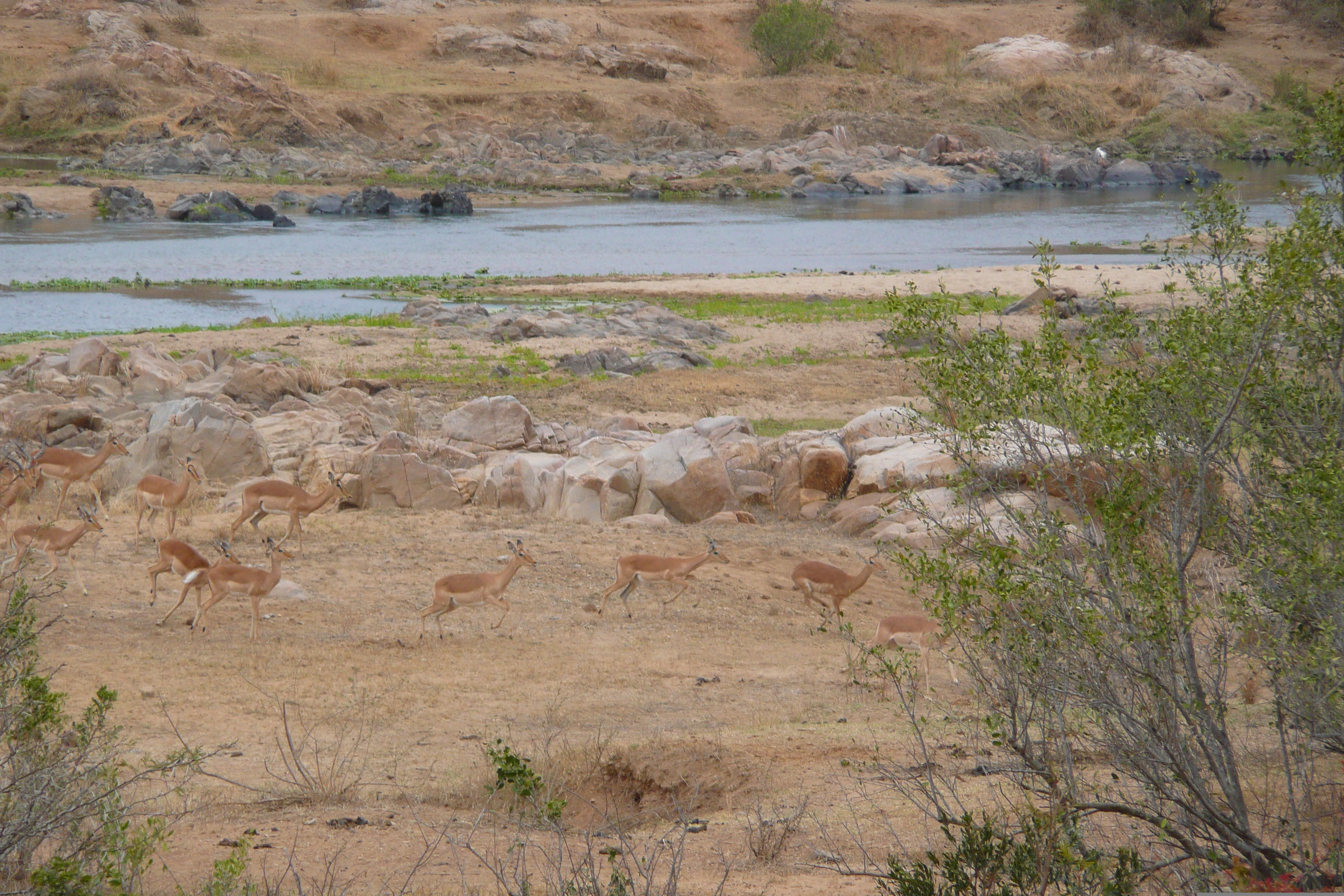 照片 南非(South Africa) 克鲁格国家公园(Kruger National Park) 鳄鱼河(Crocodile River) 2008-09 57