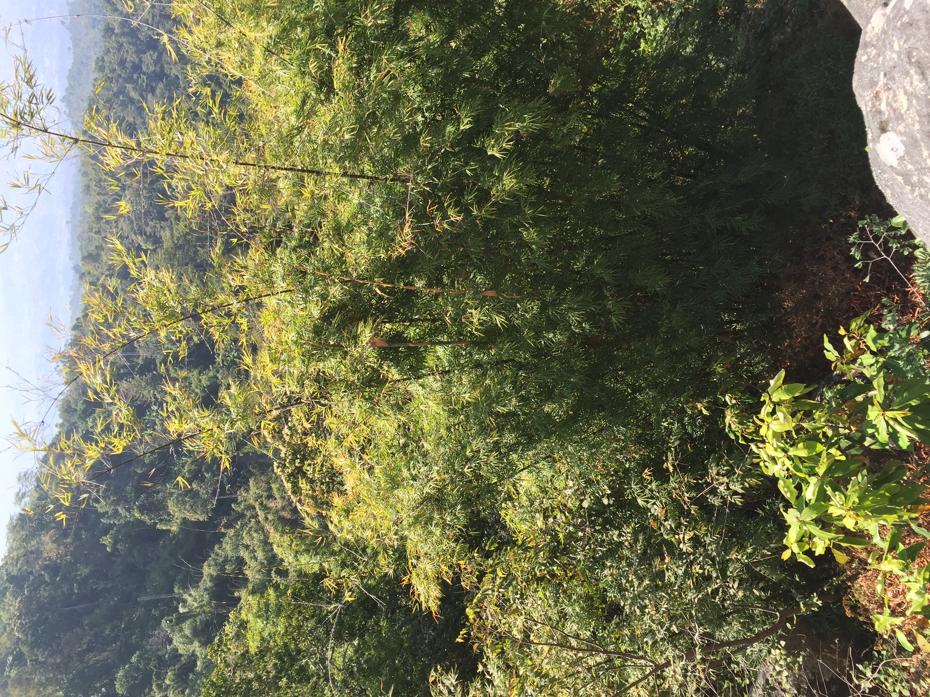照片 泰国(Thailand) 普欣隆卡国家公园(Phu Hin Rong Kla National Park) 2014-12 124