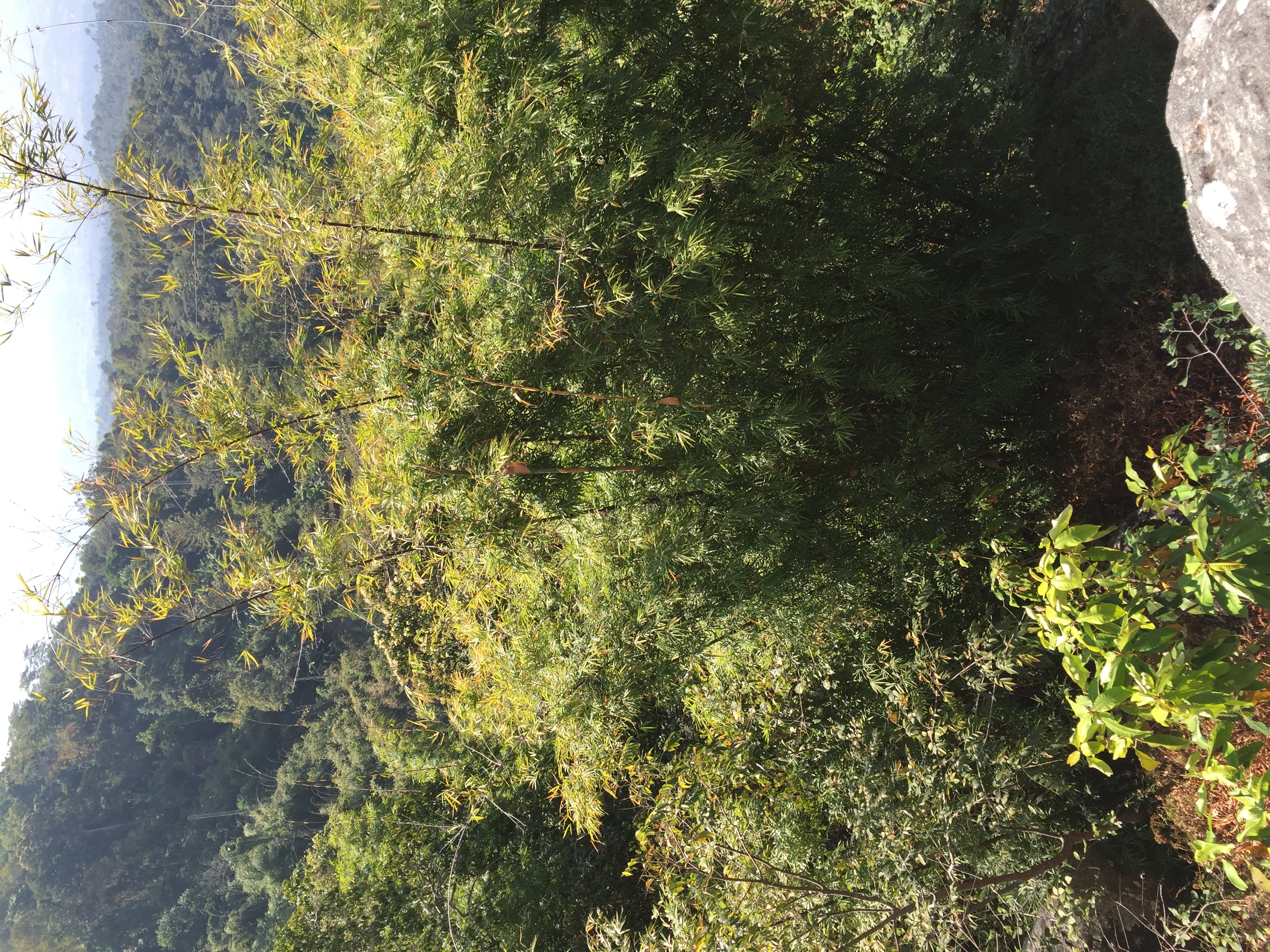 照片 泰国(Thailand) 普欣隆卡国家公园(Phu Hin Rong Kla National Park) 2014-12 123