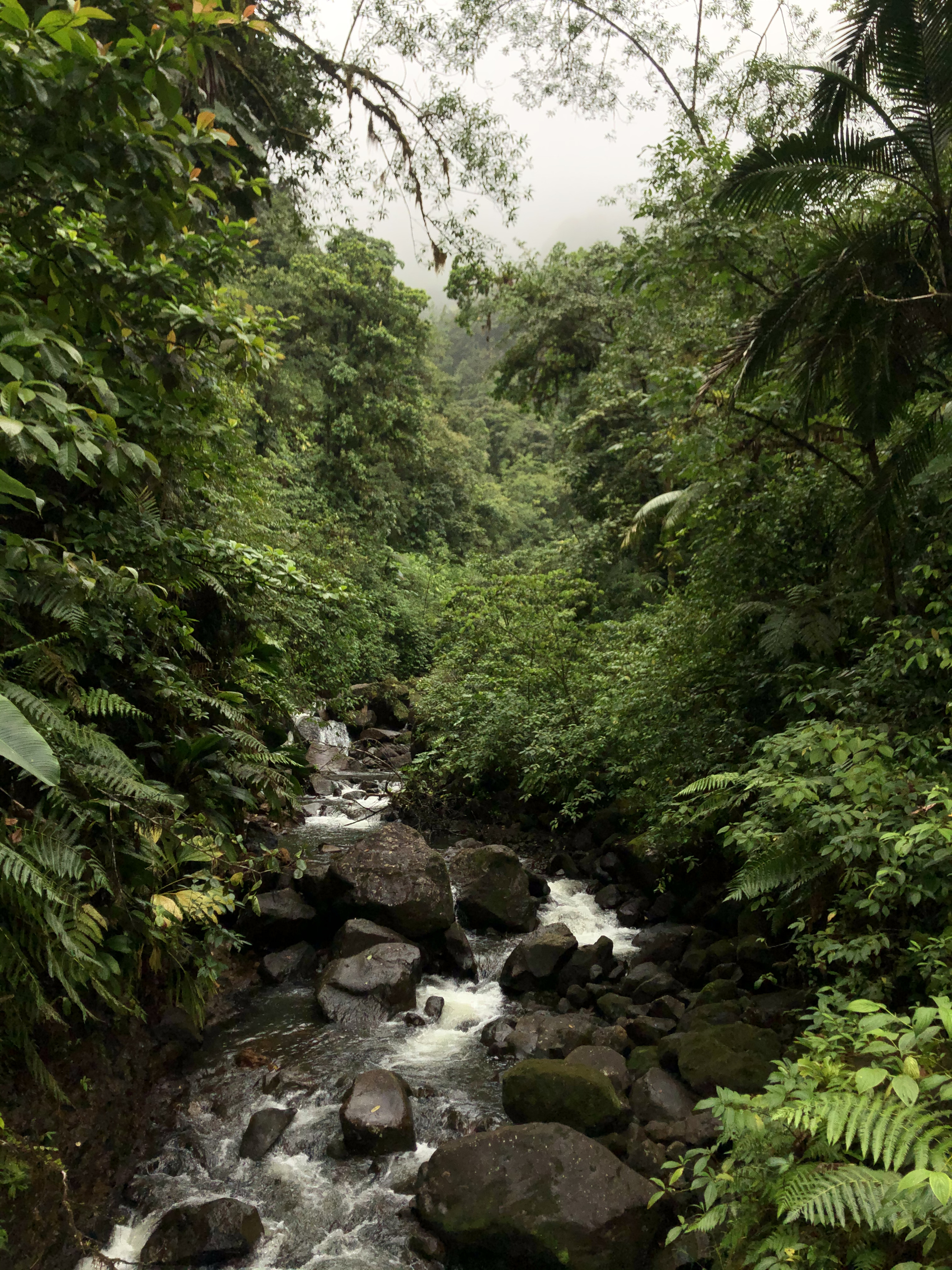 照片 瓜德罗普(Guadeloupe) 卡尔贝瀑布(Carbet Falls) 2021-02 62