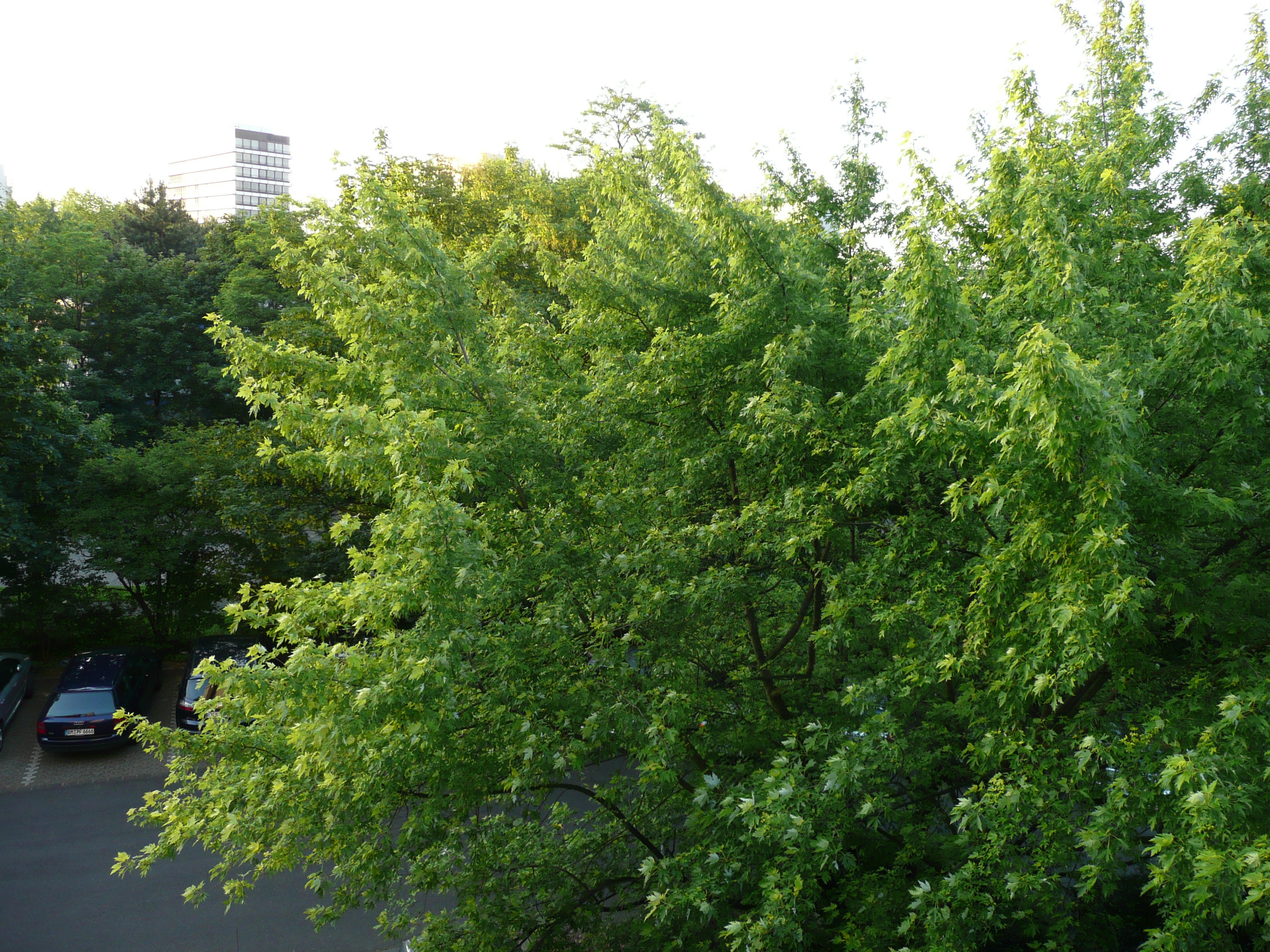 照片 德国(Germany) 杜塞尔多夫(Dusseldorf) 丽笙酒店(Radisson Hotel) 2007-05 21