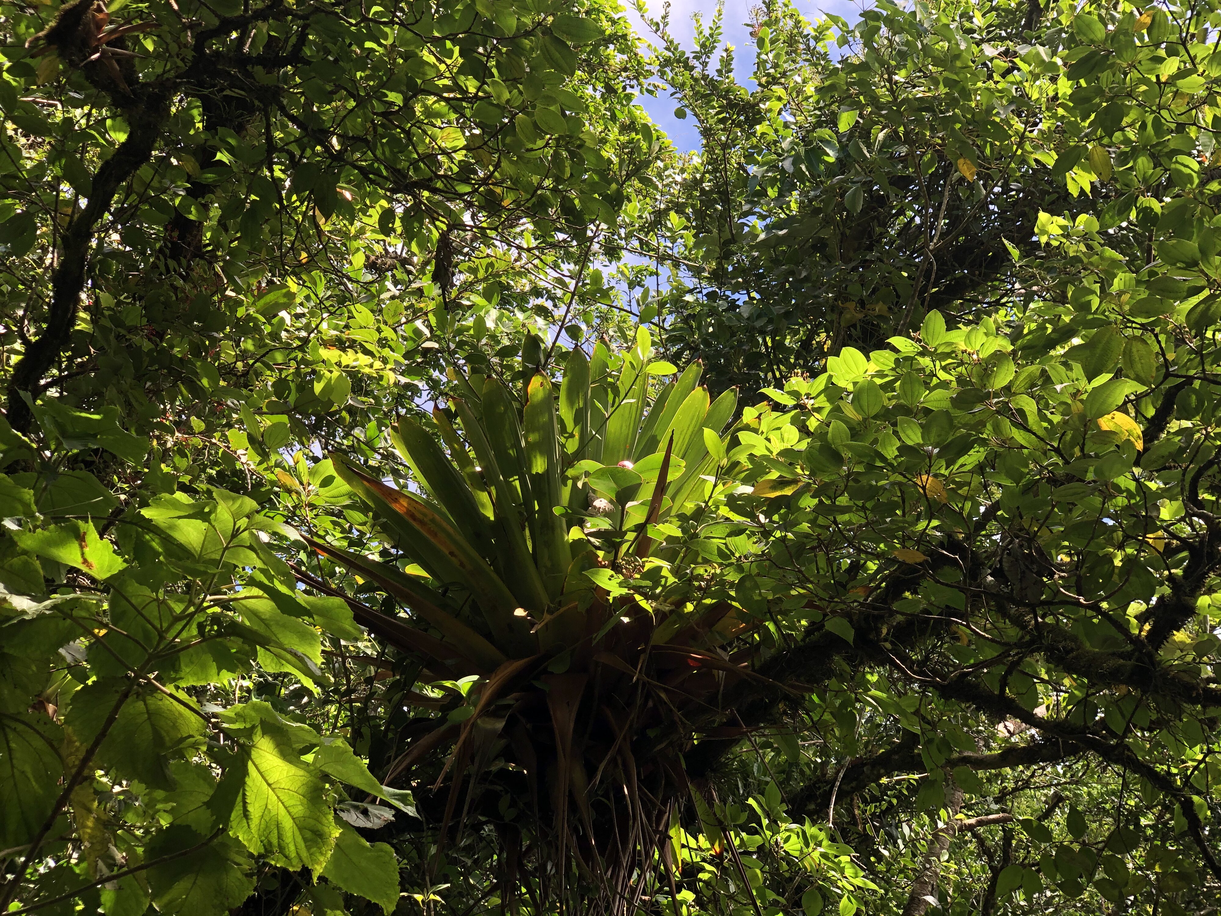 照片 瓜德罗普(Guadeloupe) 大苏弗里耶尔火山(La Grande Soufriere) 2021-02 24