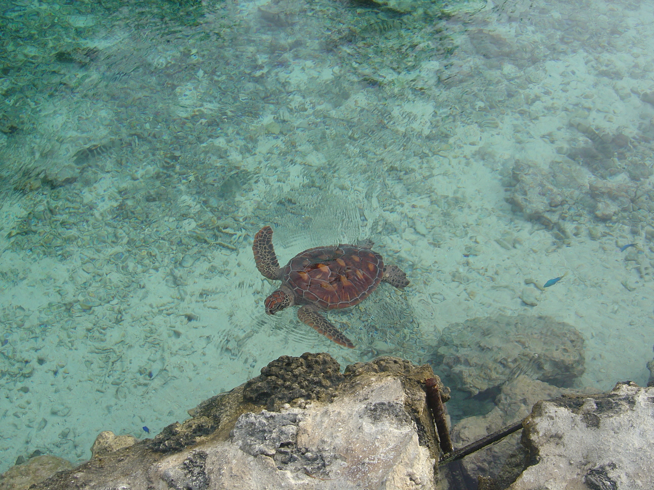 照片 波利尼西亚(Polynesia) 波拉波拉艾美酒店(Meridien Bora Bora Hotel) 2006-04 6