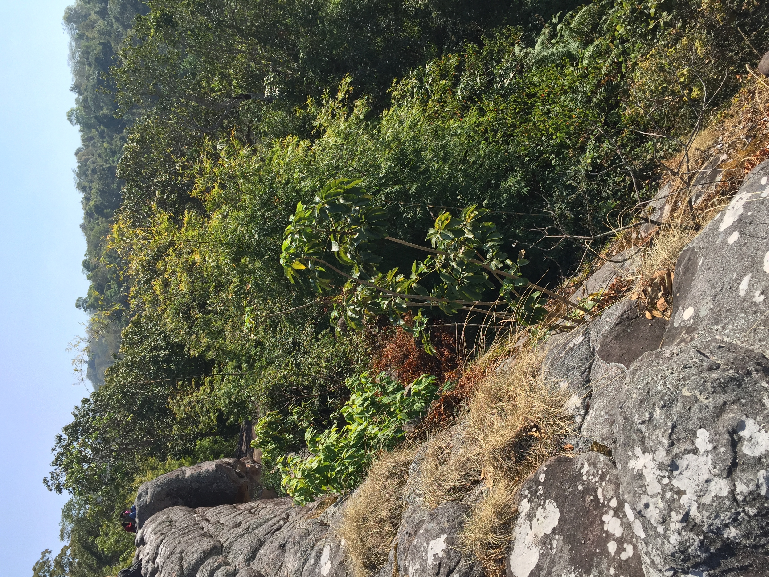照片 泰国(Thailand) 普欣隆卡国家公园(Phu Hin Rong Kla National Park) 2014-12 69