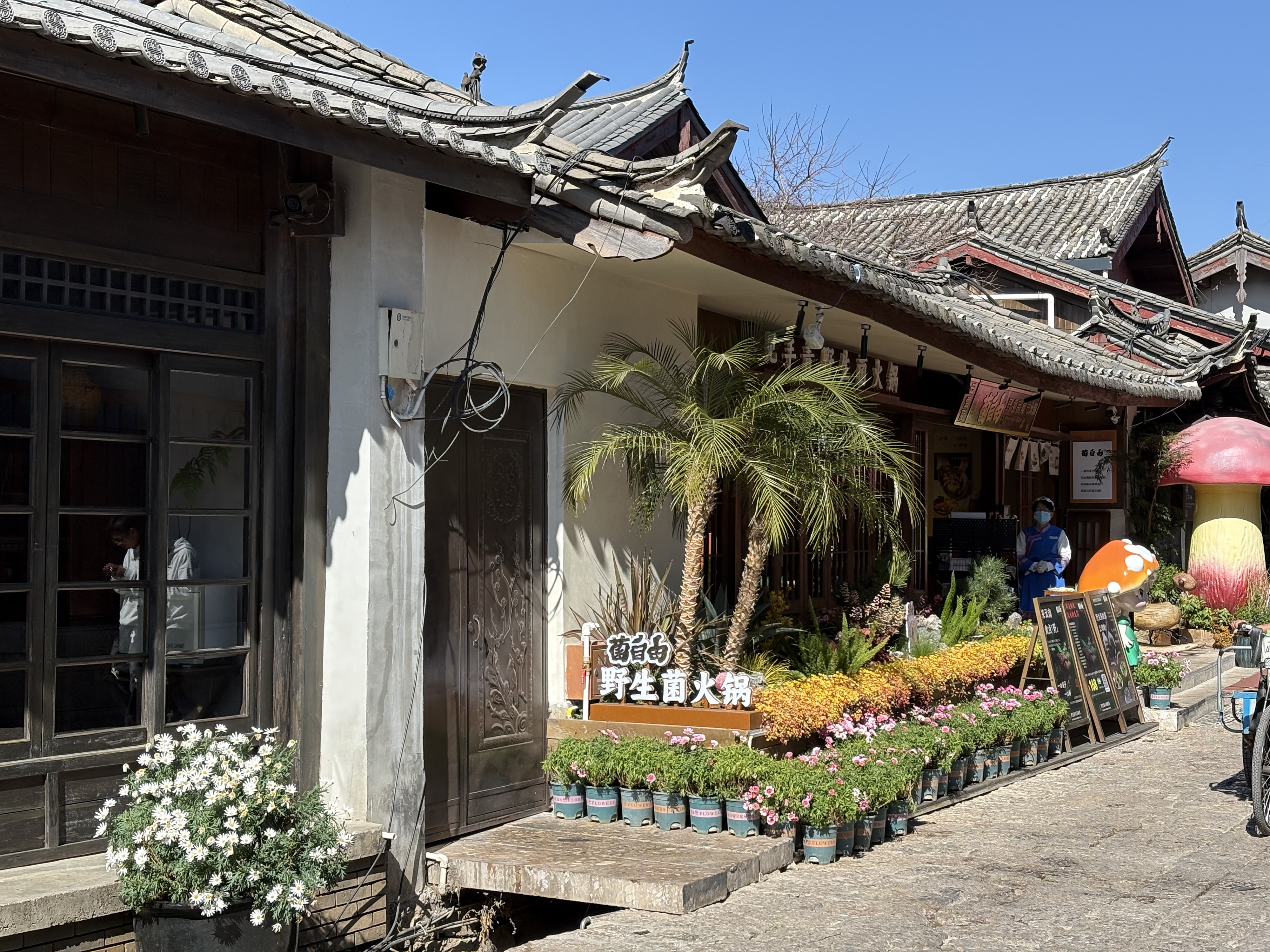 照片 中国(China) 丽江(Lijiang) 2026-01 319