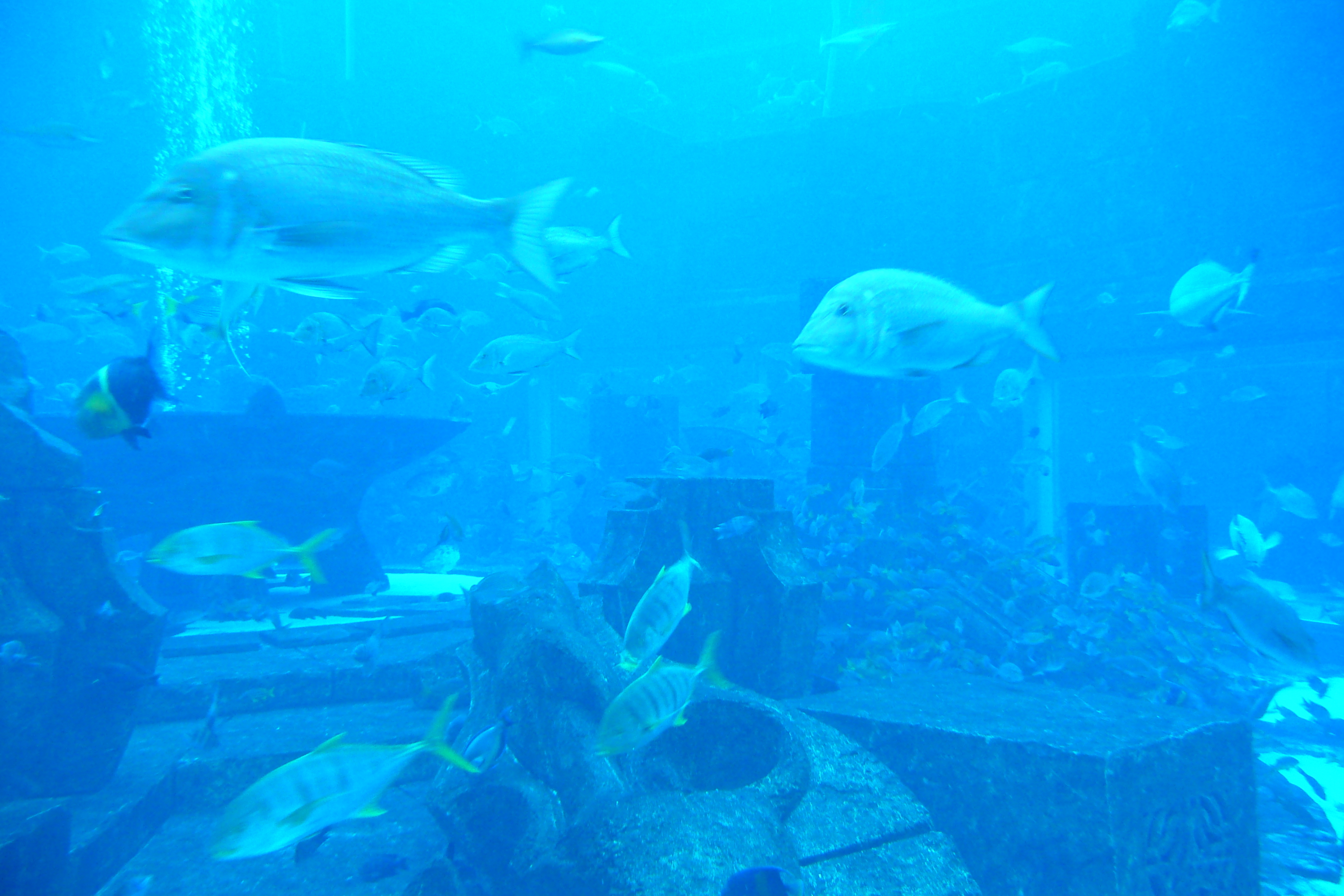 照片 阿联酋(United Arab Emirates) 迪拜(Dubai) 迪拜水世界(Dubai Aquaventure) 2009-01 76