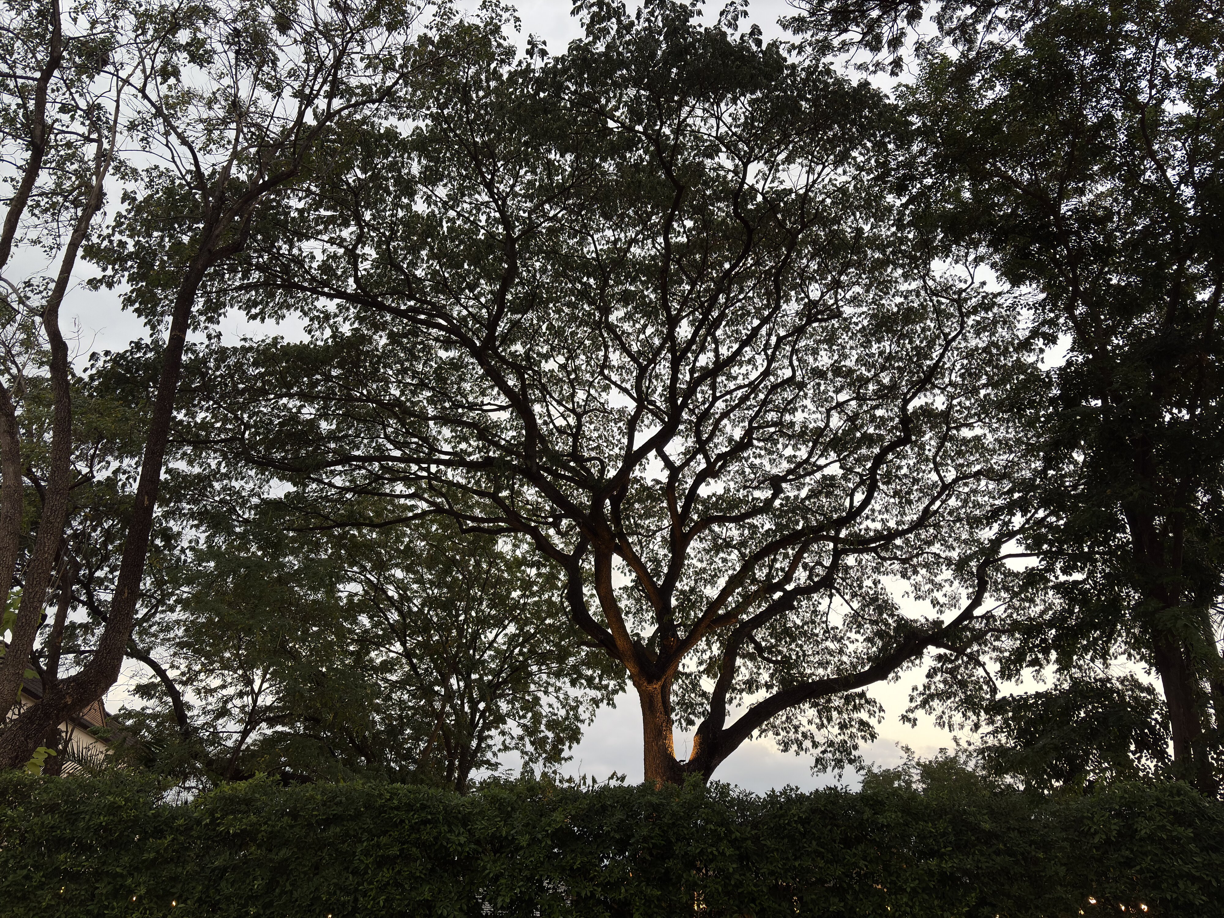 照片 泰国(Thailand) 清迈(Chiang Mai) 2024-12 64