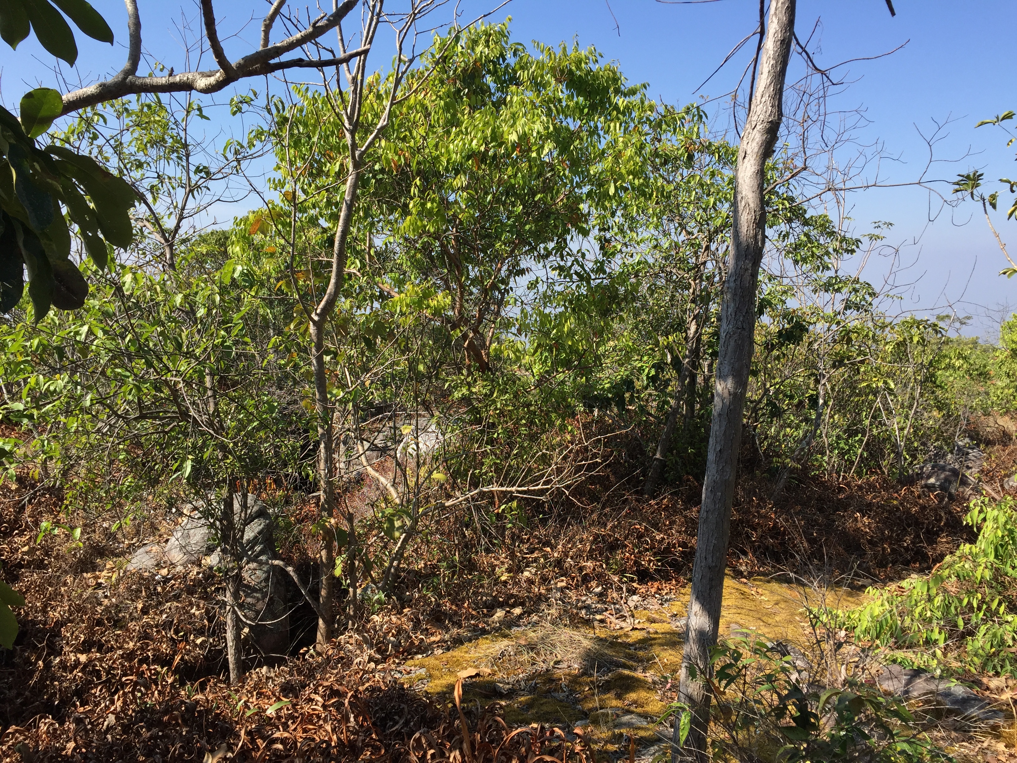 照片 泰国(Thailand) 普欣隆卡国家公园(Phu Hin Rong Kla National Park) 2014-12 351
