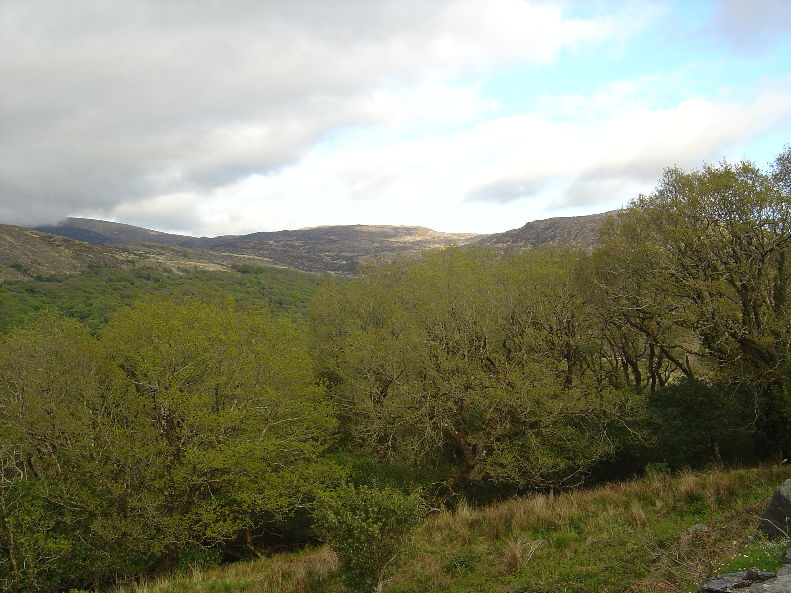 照片 爱尔兰(Ireland) 凯里郡(Kerry) 基拉尼国家公园(Killarney National Park) 2004-05 48