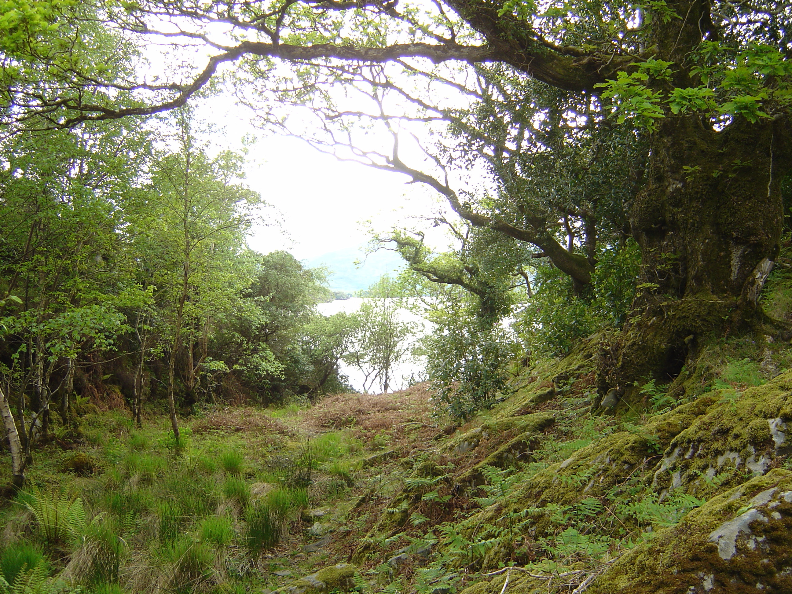 照片 爱尔兰(Ireland) 凯里郡(Kerry) 基拉尼国家公园(Killarney National Park) 2004-05 40