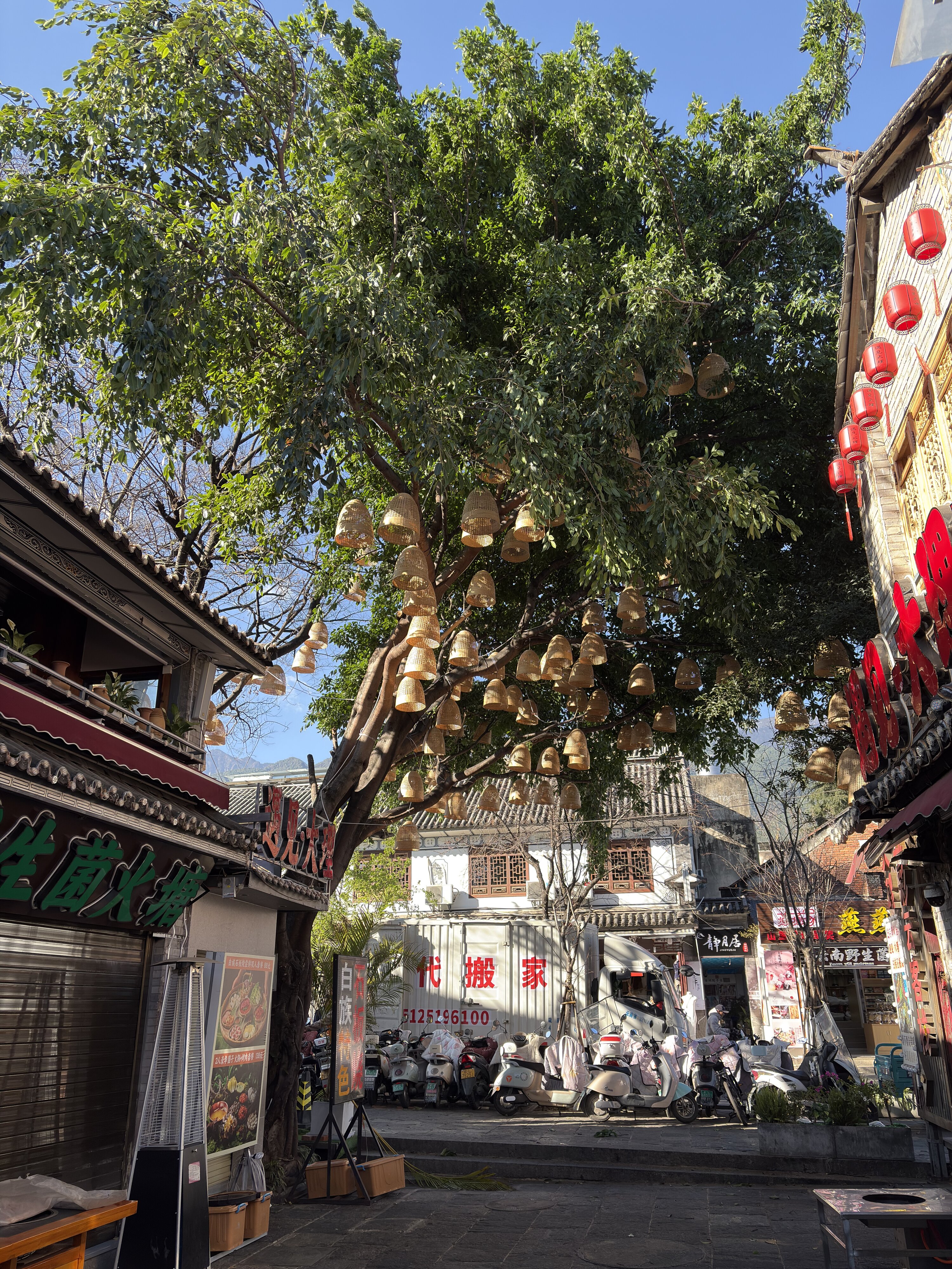 照片 中国(China) 大理(Dali) 2026-01 170