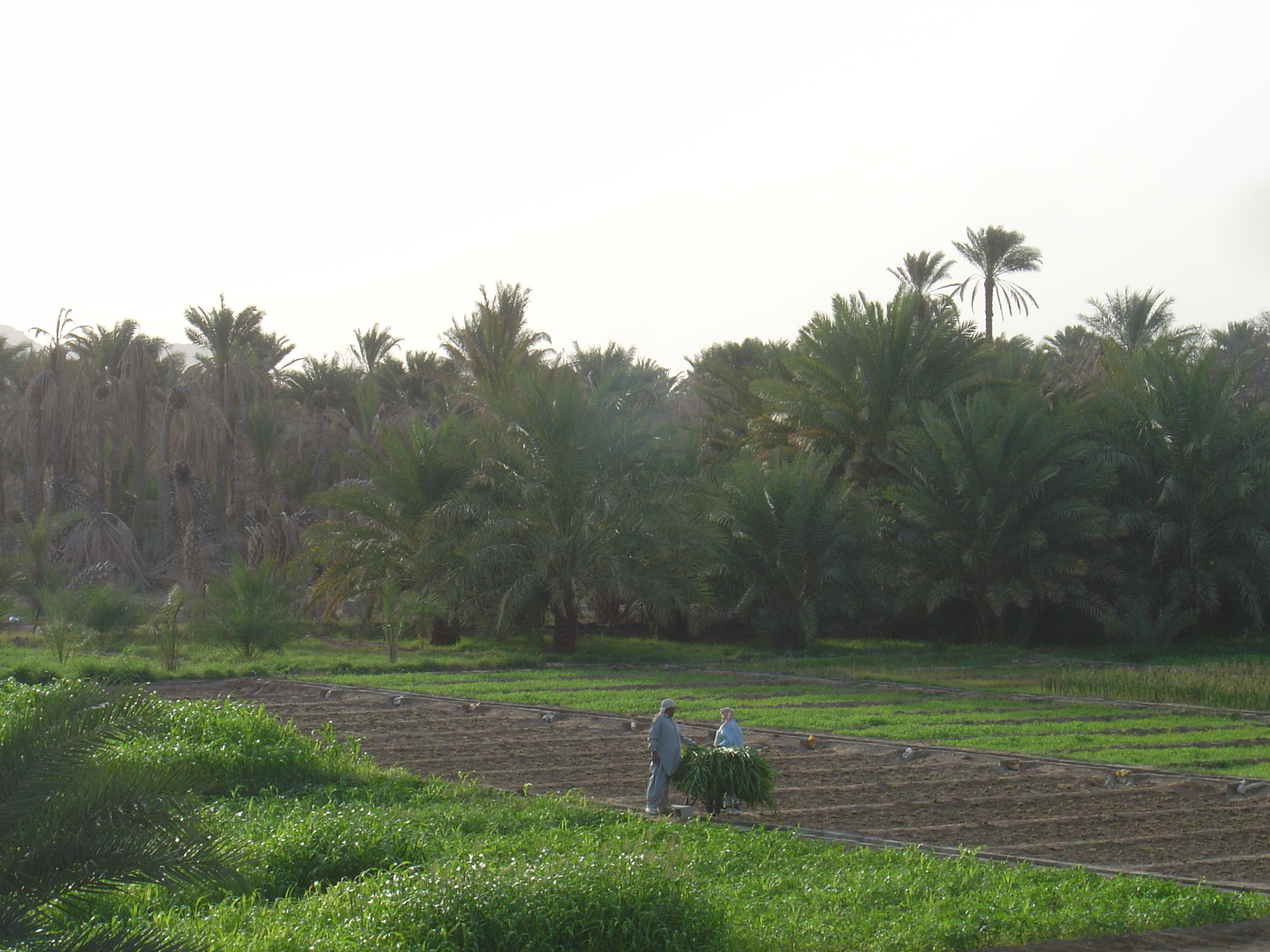 照片 阿曼(Oman) 马哈达(Mahada) 2005-03 3