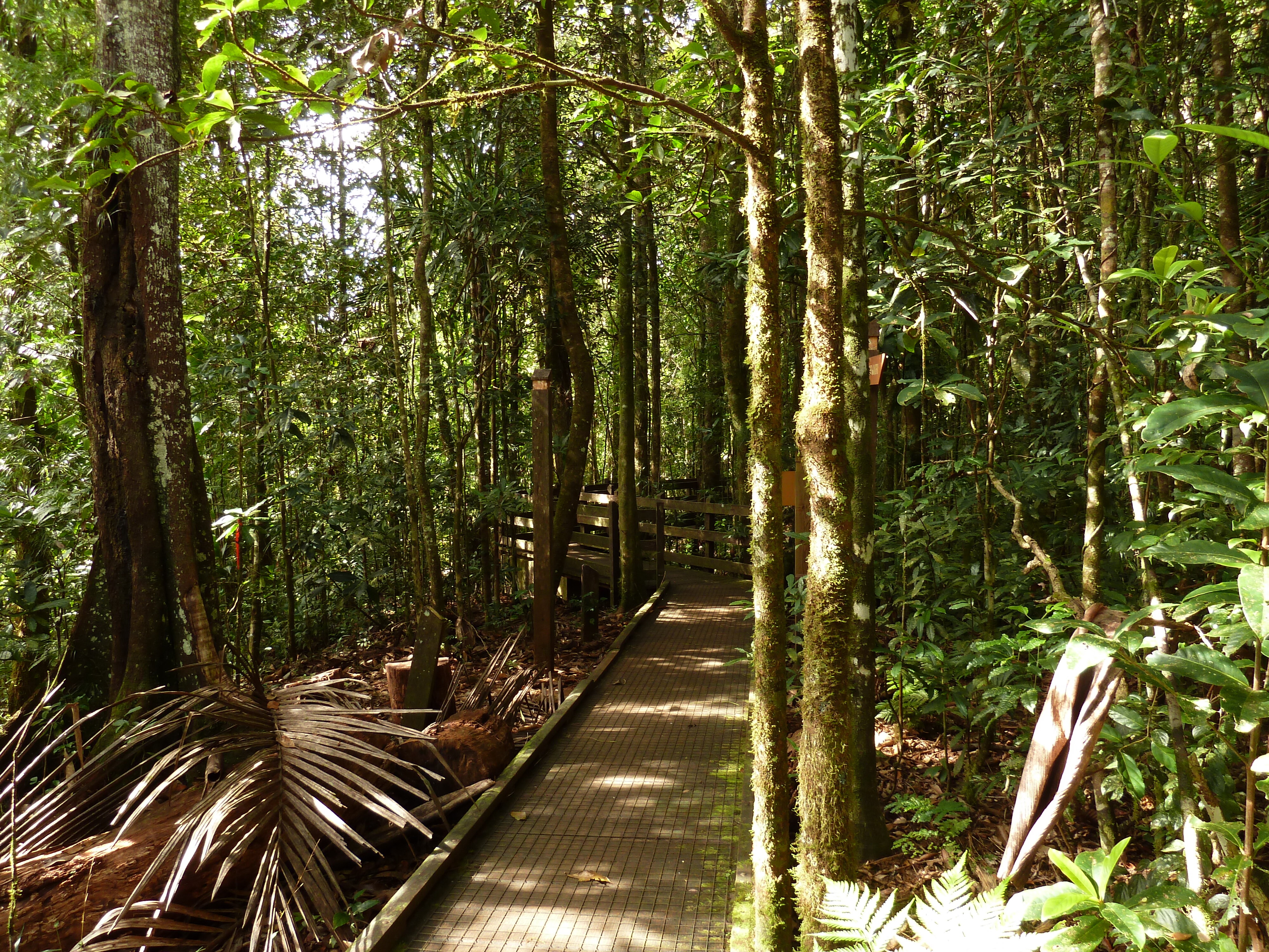 照片 新喀里多尼亚(New Caledonia) 蓝河公园(Parc de la Riviere Bleue) 大贝壳杉(Le Grand Kaori) 2010-05 52