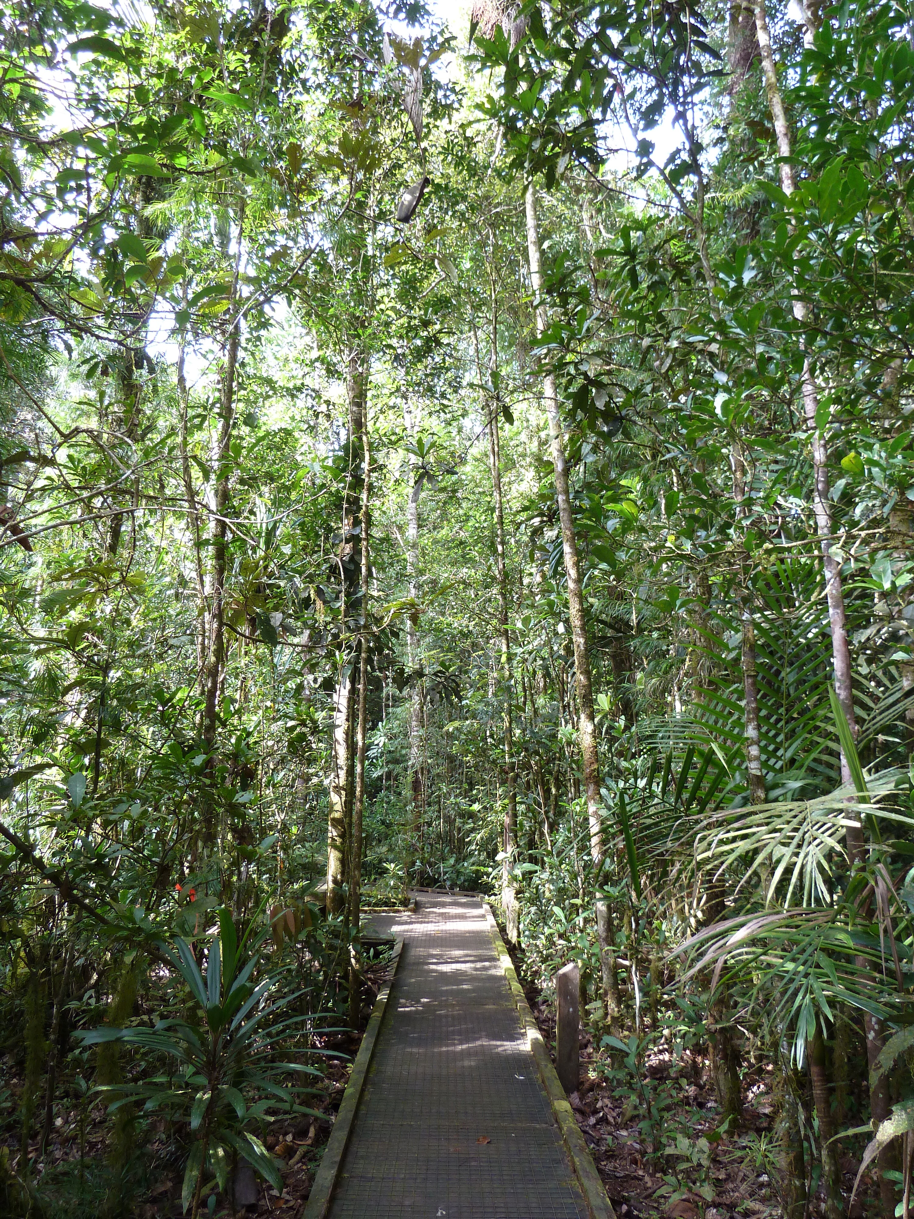 照片 新喀里多尼亚(New Caledonia) 蓝河公园(Parc de la Riviere Bleue) 大贝壳杉(Le Grand Kaori) 2010-05 5
