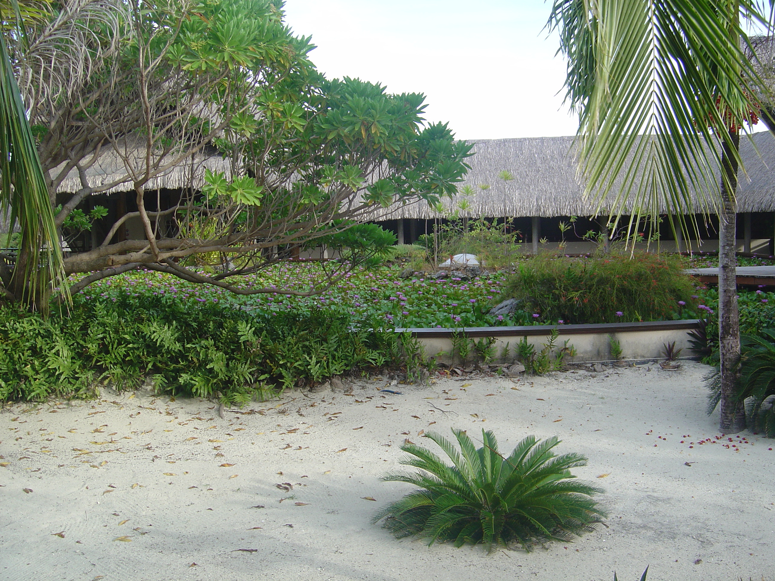 照片 波利尼西亚(Polynesia) 波拉波拉艾美酒店(Meridien Bora Bora Hotel) 2006-04 83