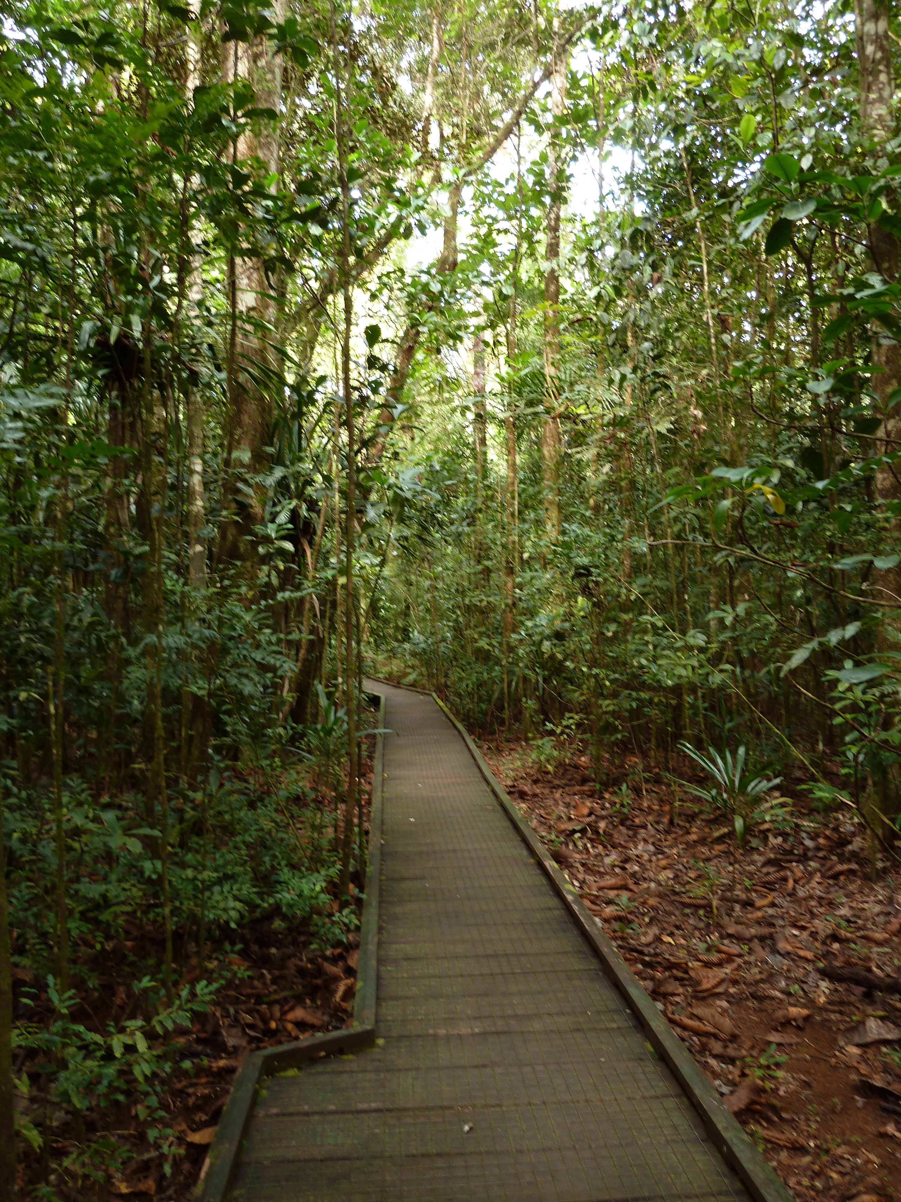 照片 新喀里多尼亚(New Caledonia) 蓝河公园(Parc de la Riviere Bleue) 大贝壳杉(Le Grand Kaori) 2010-05 37
