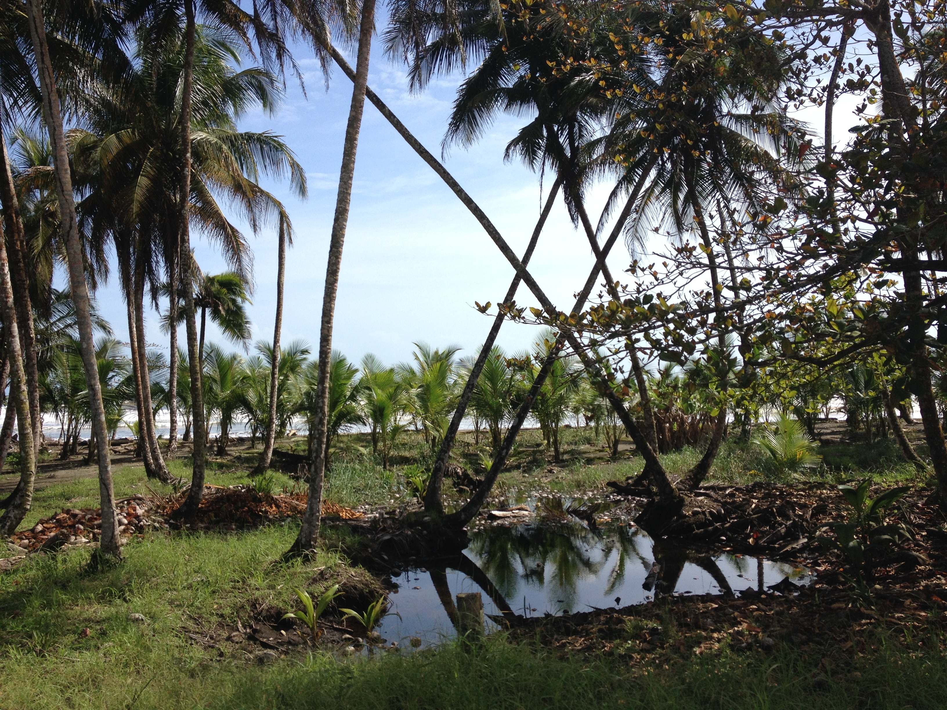 照片 哥斯达黎加(Costa Rica) 利蒙至锡基雷斯(Limon to Siquirres) 2015-03 38